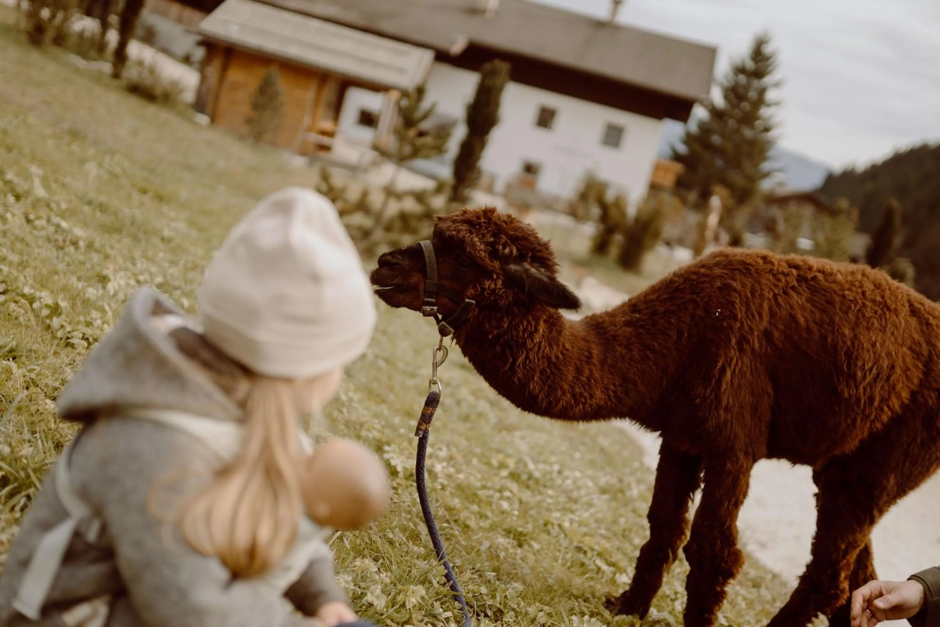 Animals in Feuerstein Nature Family Resort