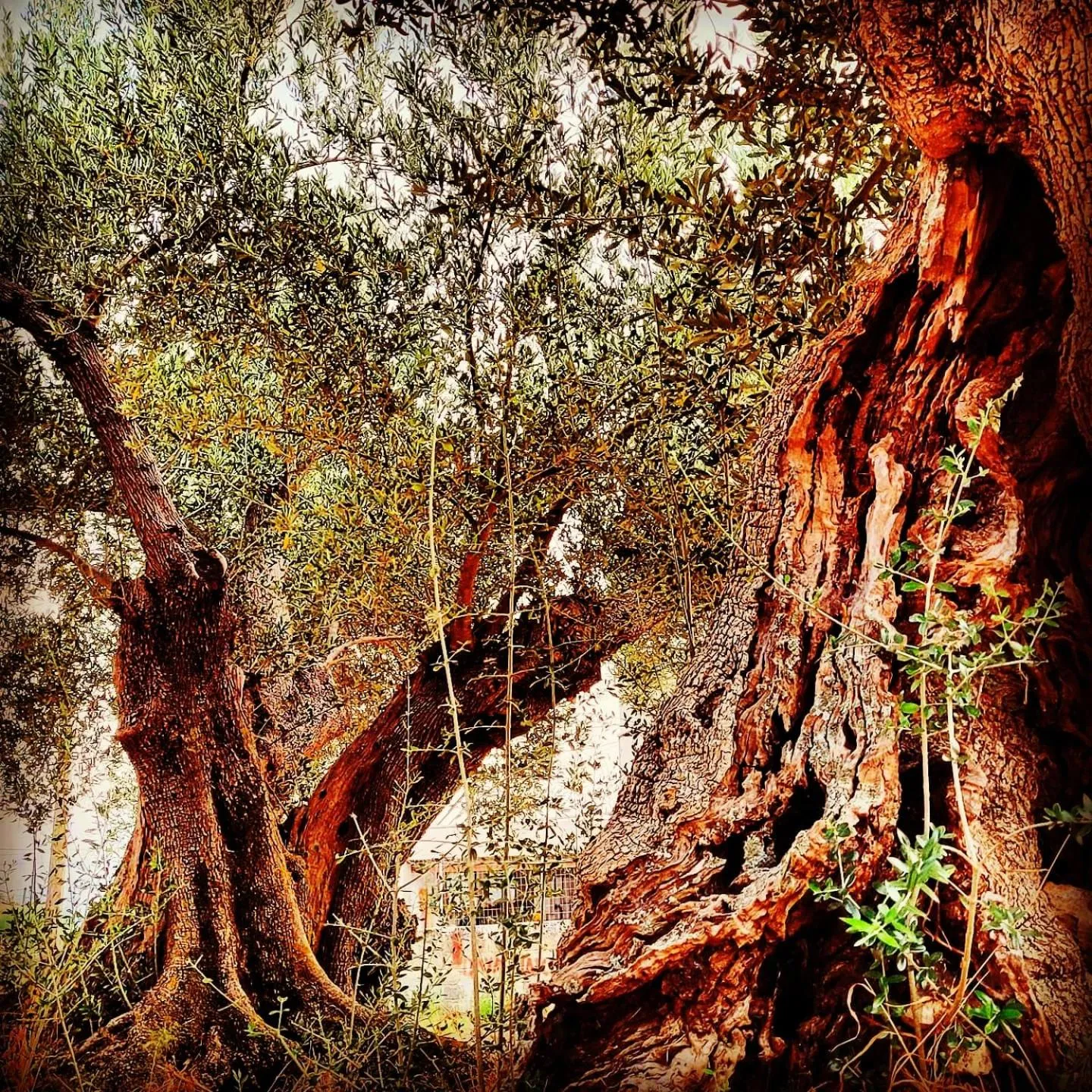 Garden in Rodi Studios