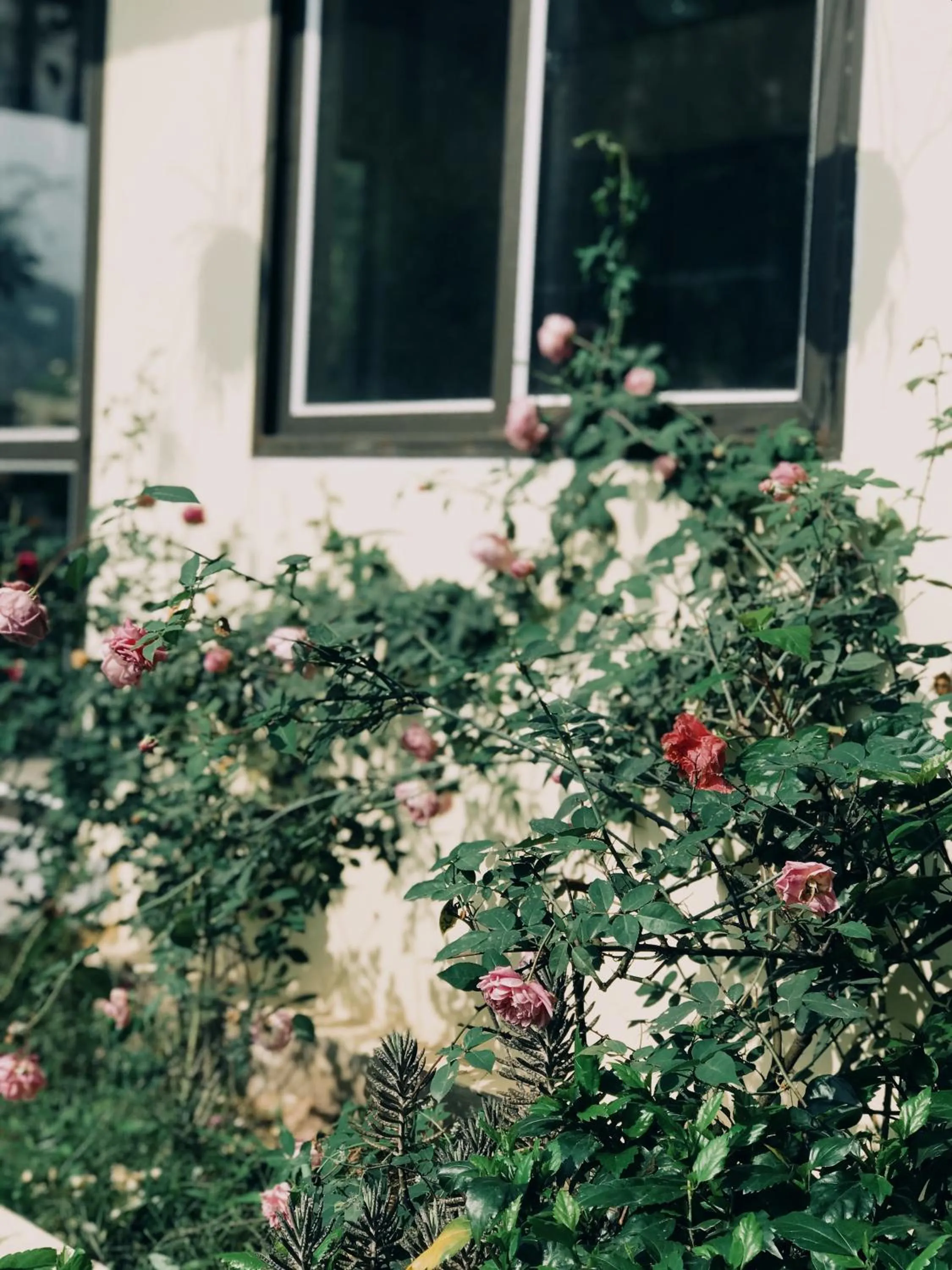 Sunny Trang An homestay