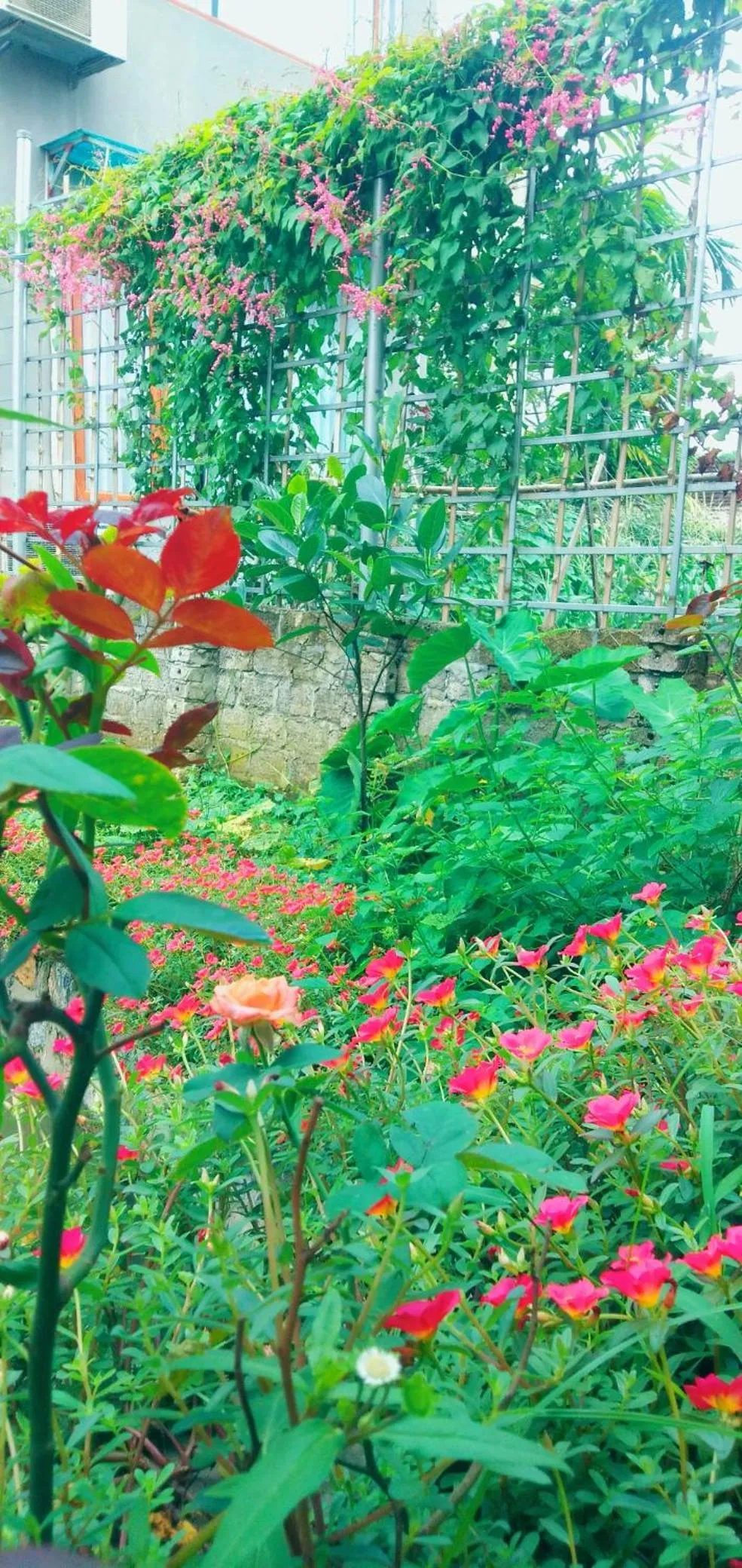 Sunny Trang An homestay