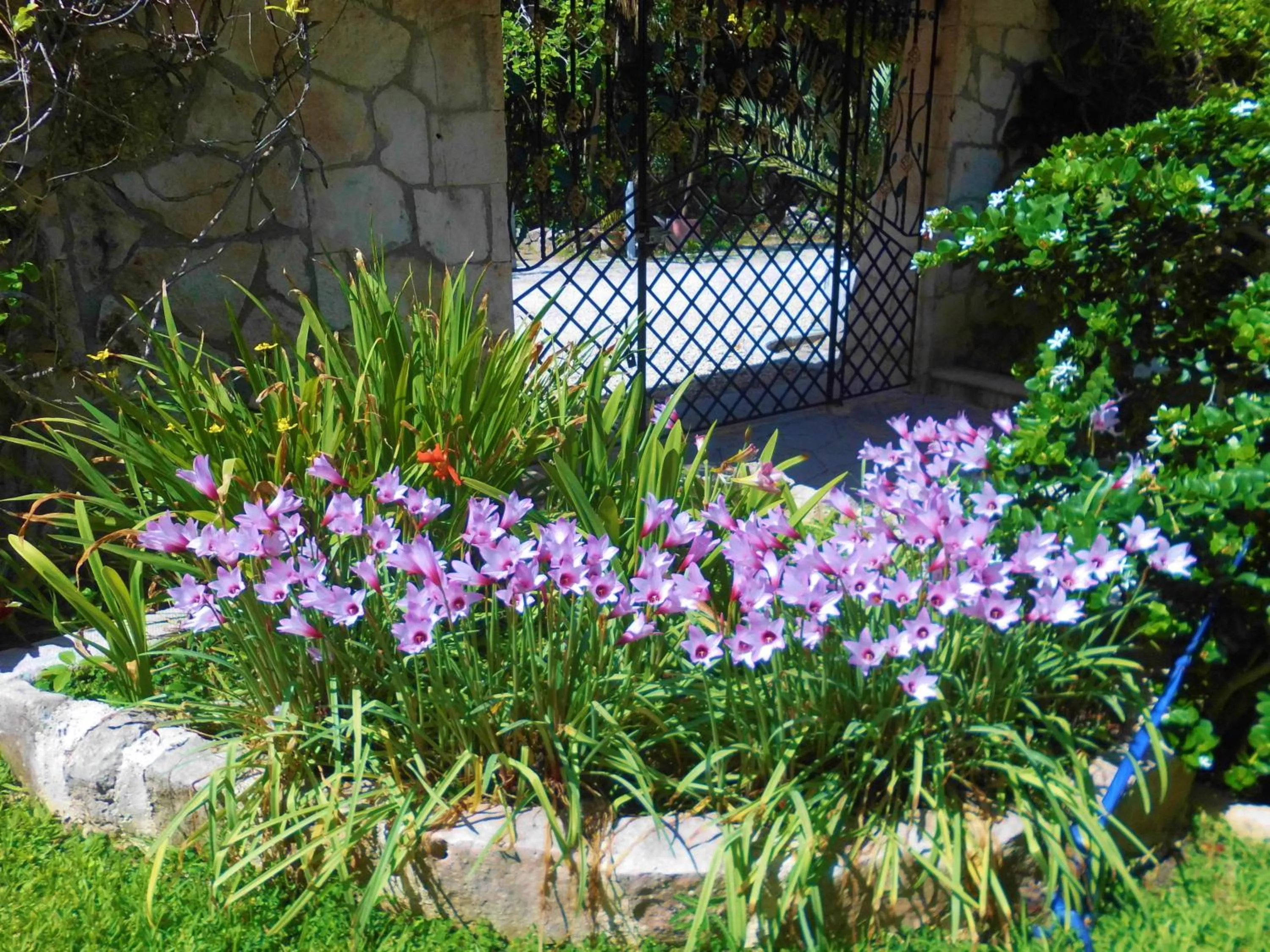 Garden in Casa Gatos