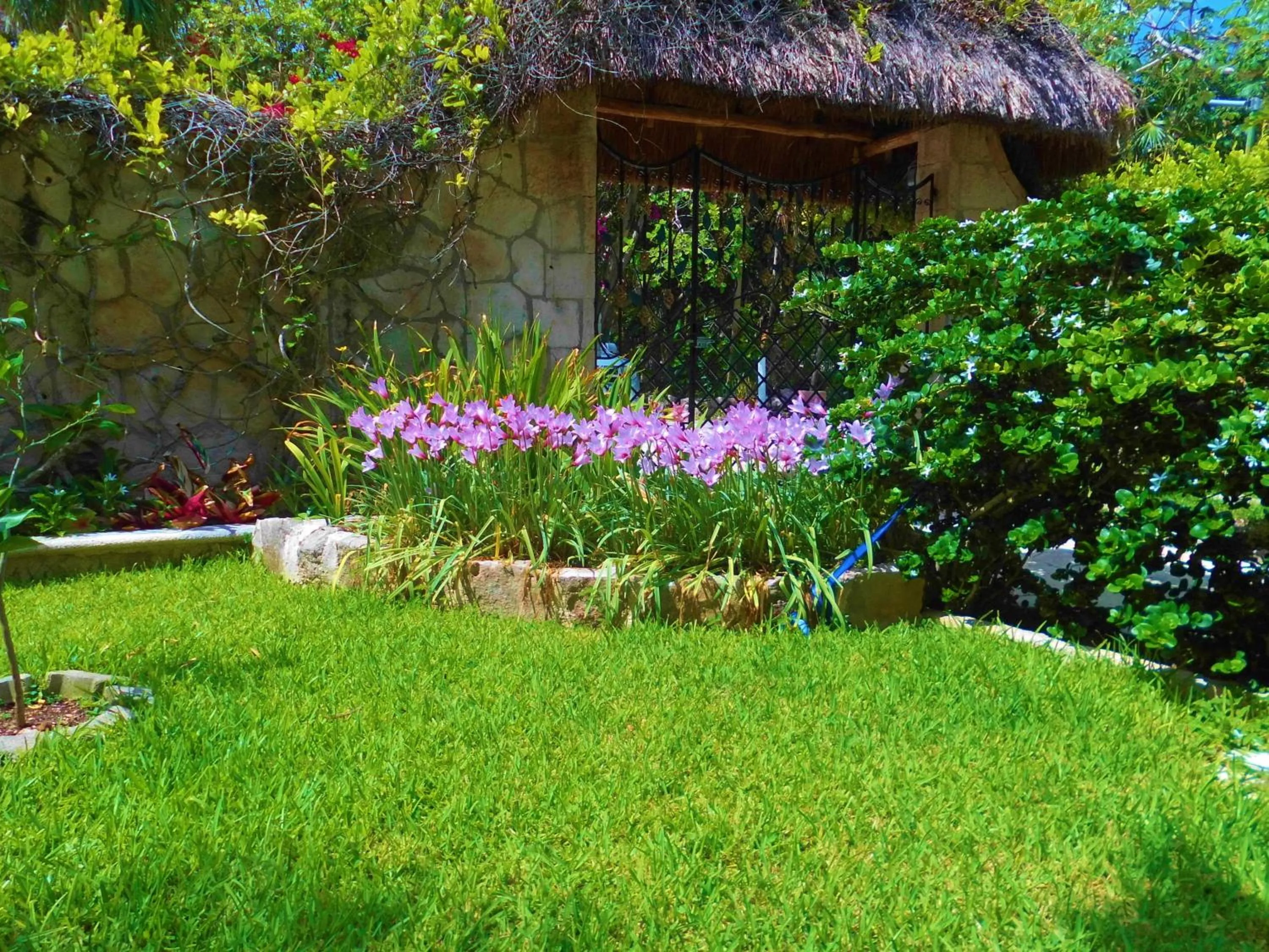 Garden in Casa Gatos