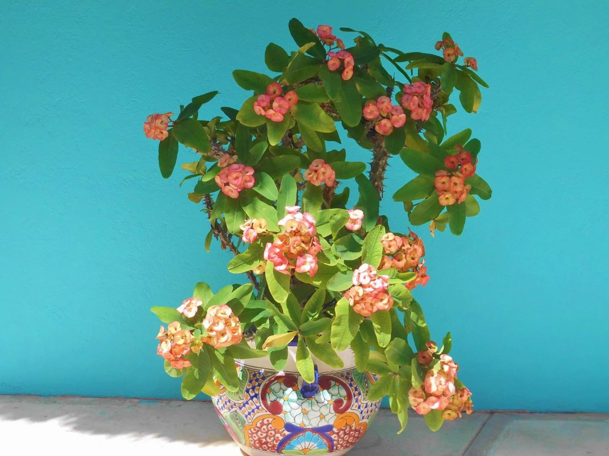 Decorative detail in Casa Gatos