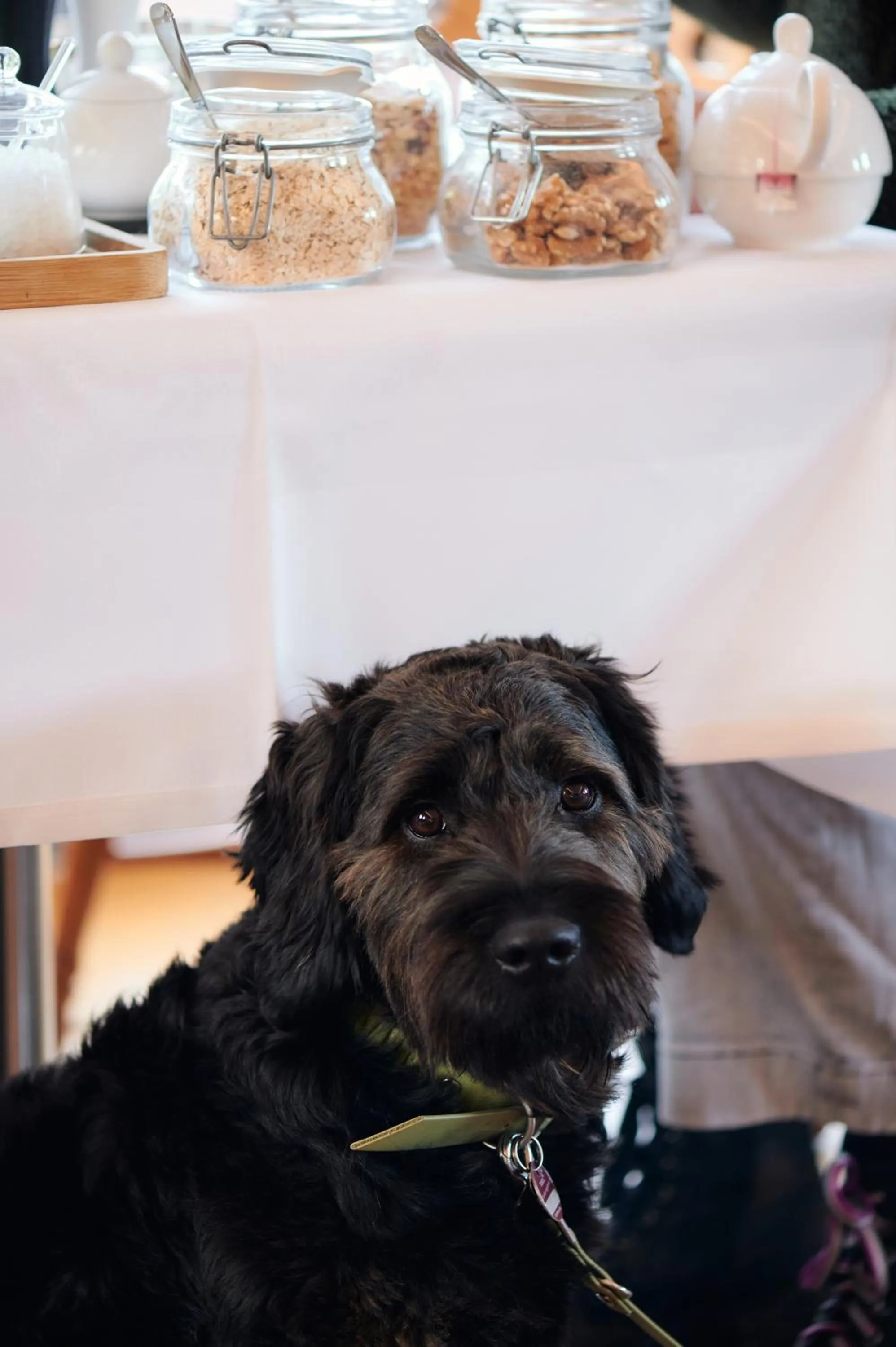 Pets in Nordenholzer Hofhotel