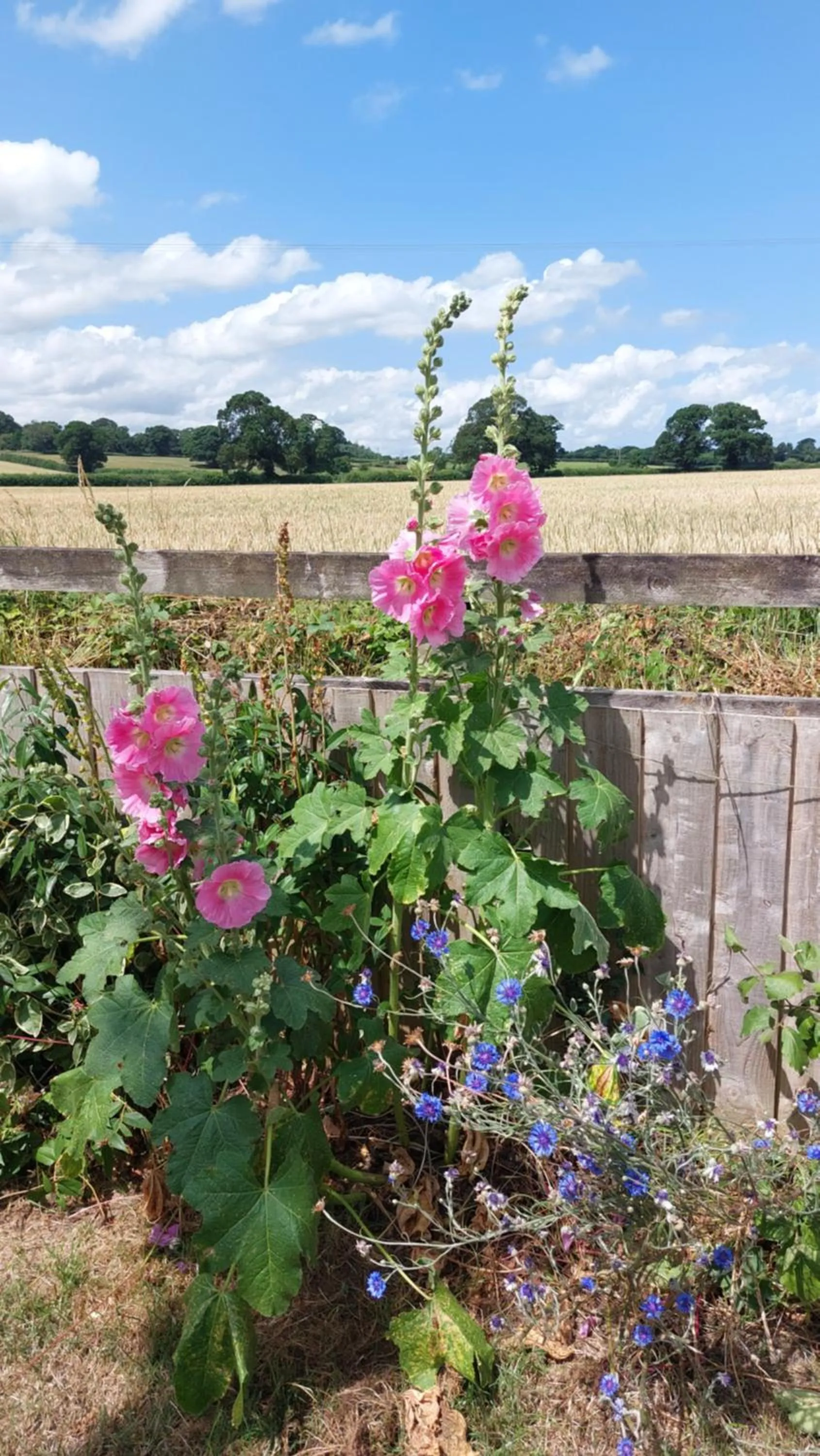 Garden view in The Millers Cottage