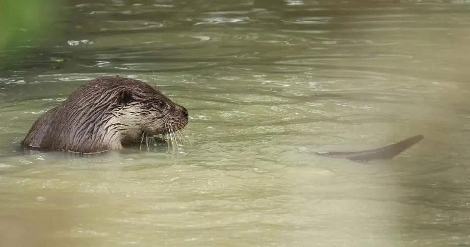 River view in The Millers Cottage