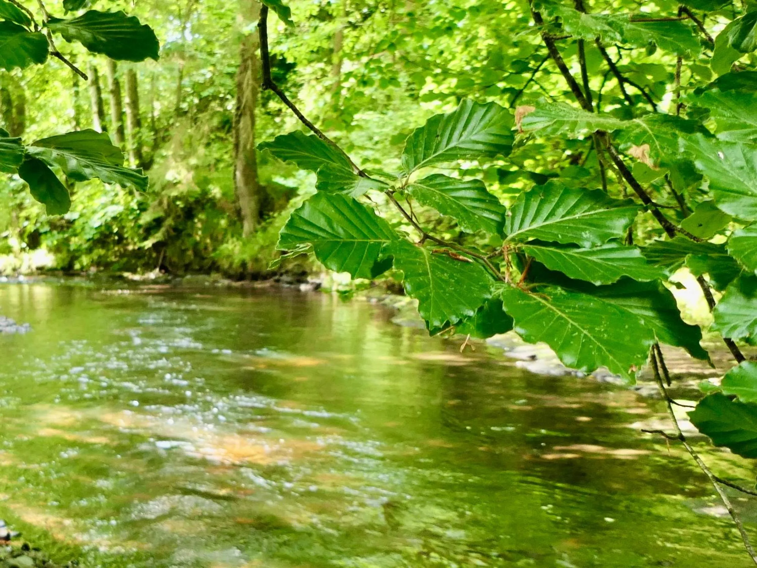 River view in The Millers Cottage