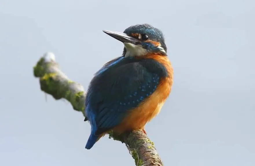 Bird's eye view in The Millers Cottage