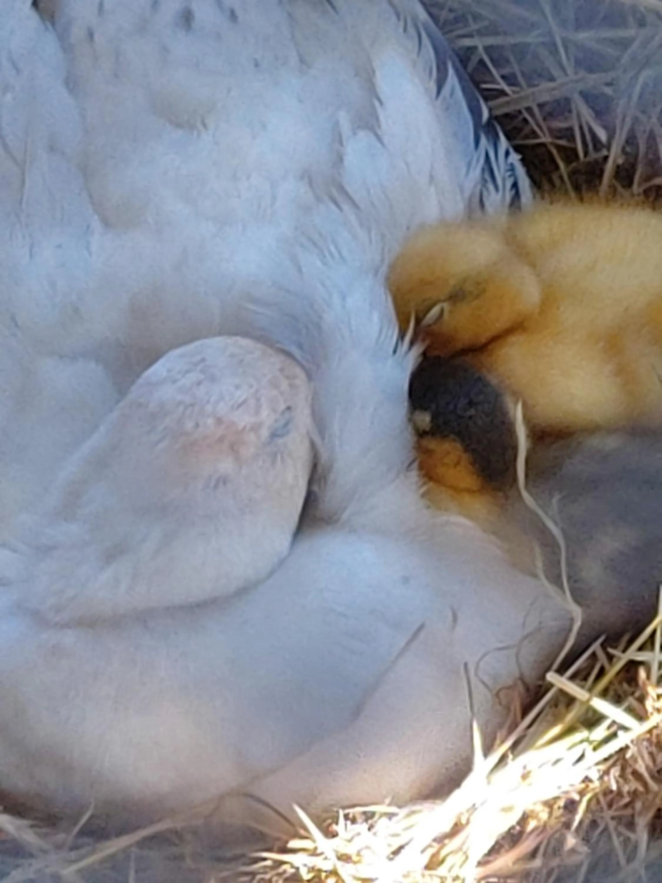 Pets in The Millers Cottage