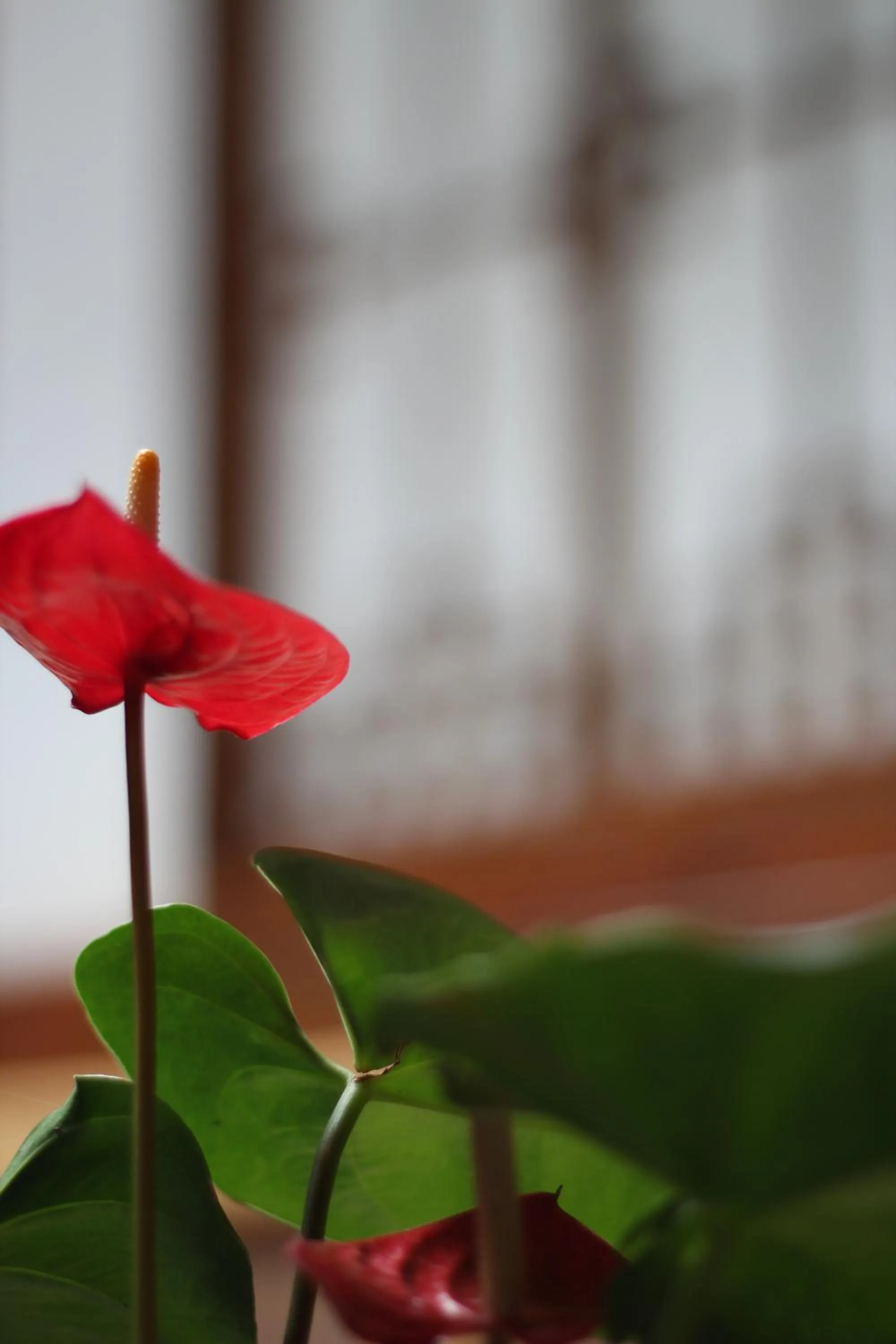 ICOS Guesthouse 1 - Female Only