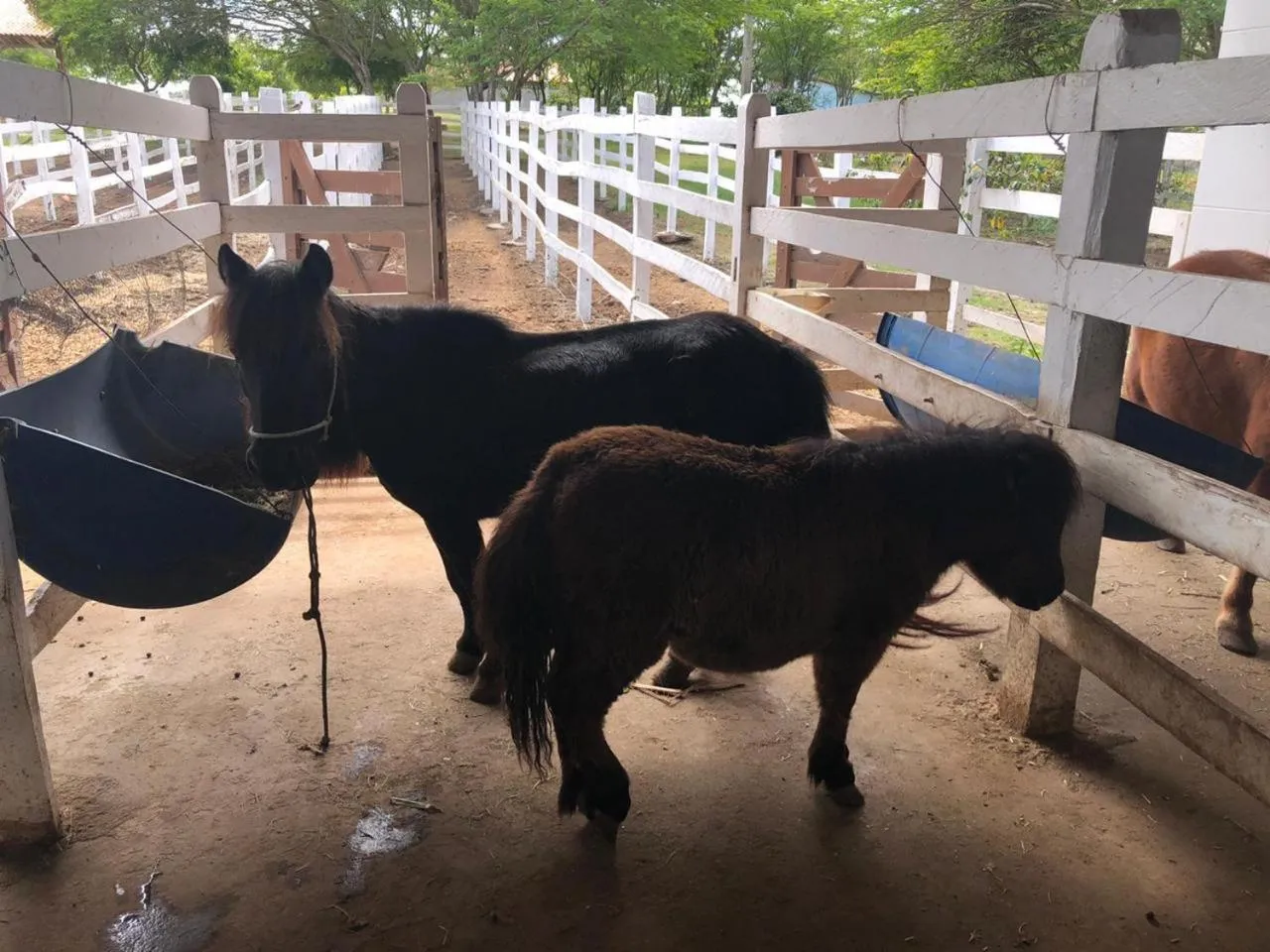 Animals in HOTEL CANARIUS DE GRAVATA - Flat