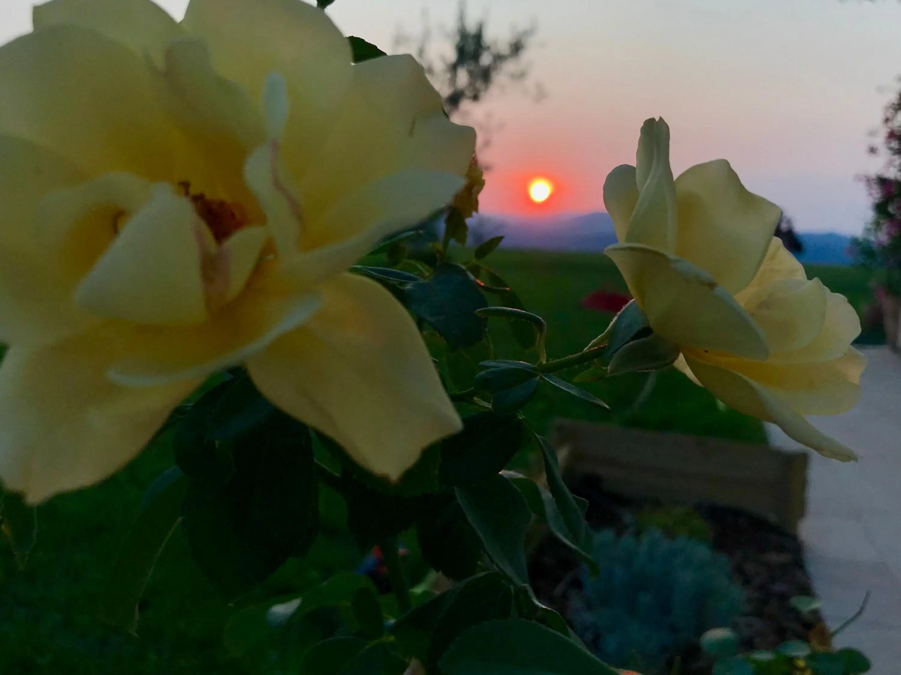 Garden in B&B La Casa Del Sole
