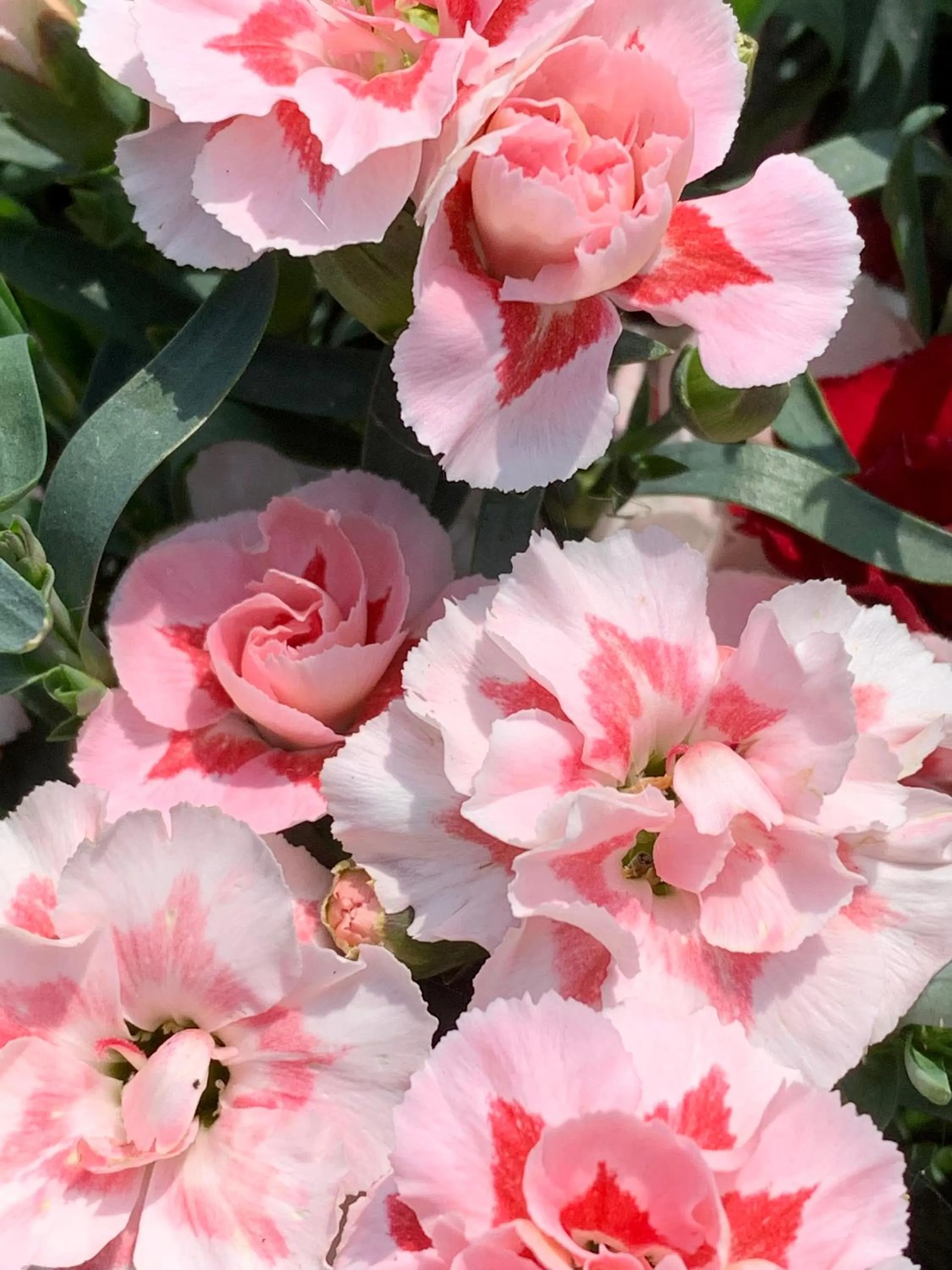 Garden in B&B La Casa Del Sole