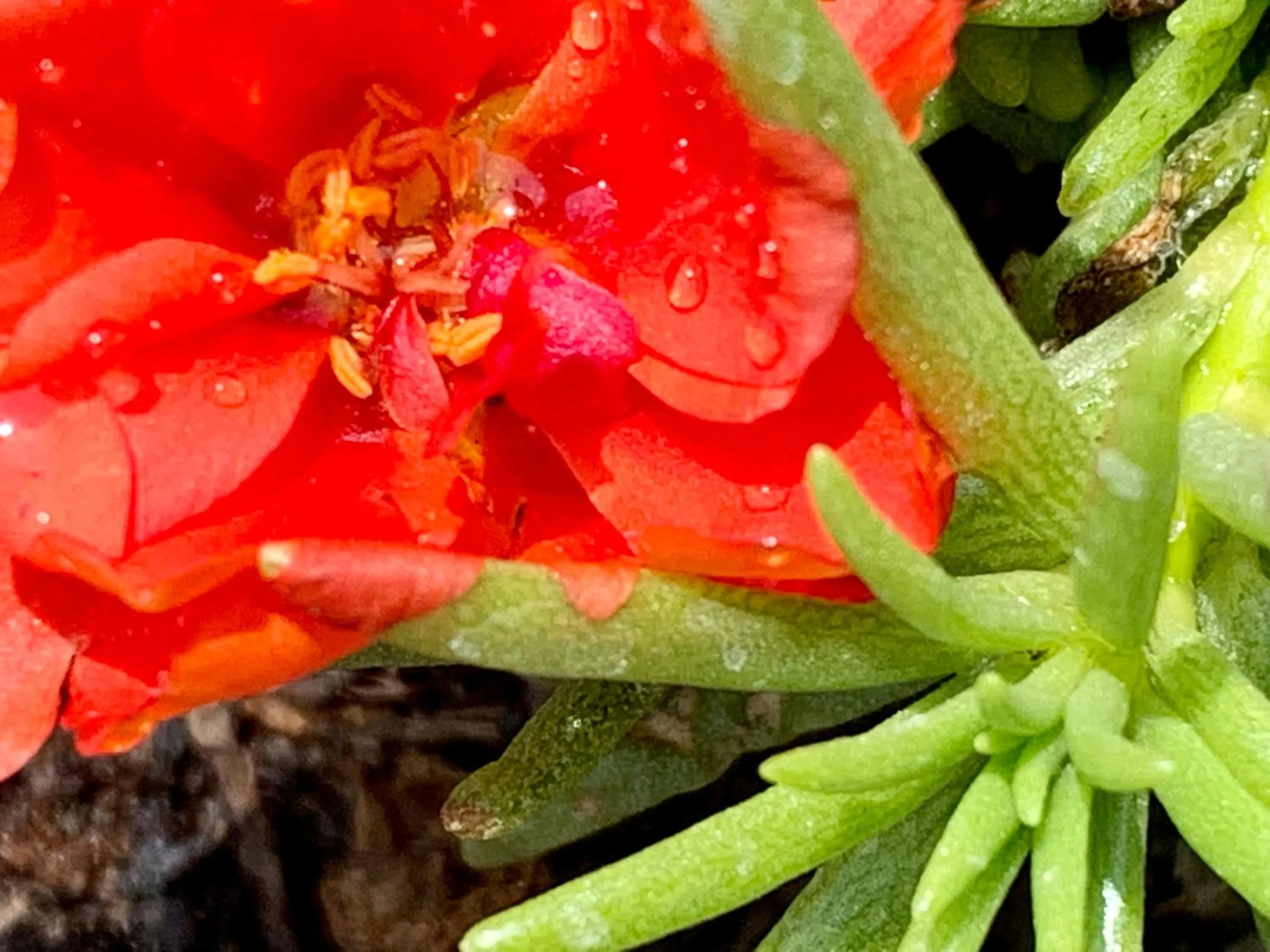 Garden in B&B La Casa Del Sole