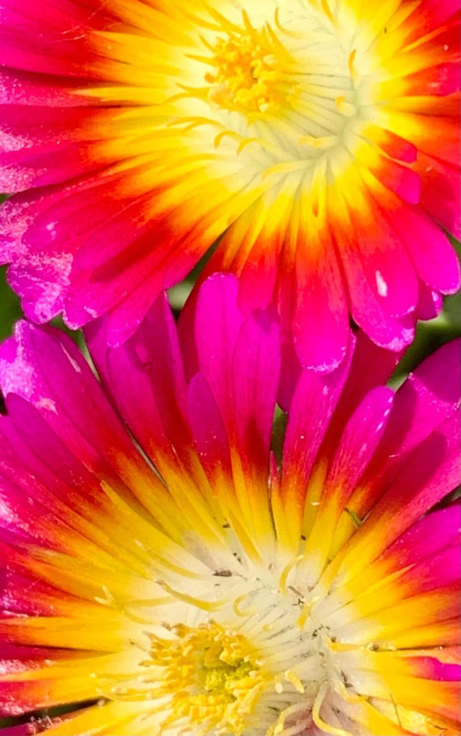 Garden in B&B La Casa Del Sole