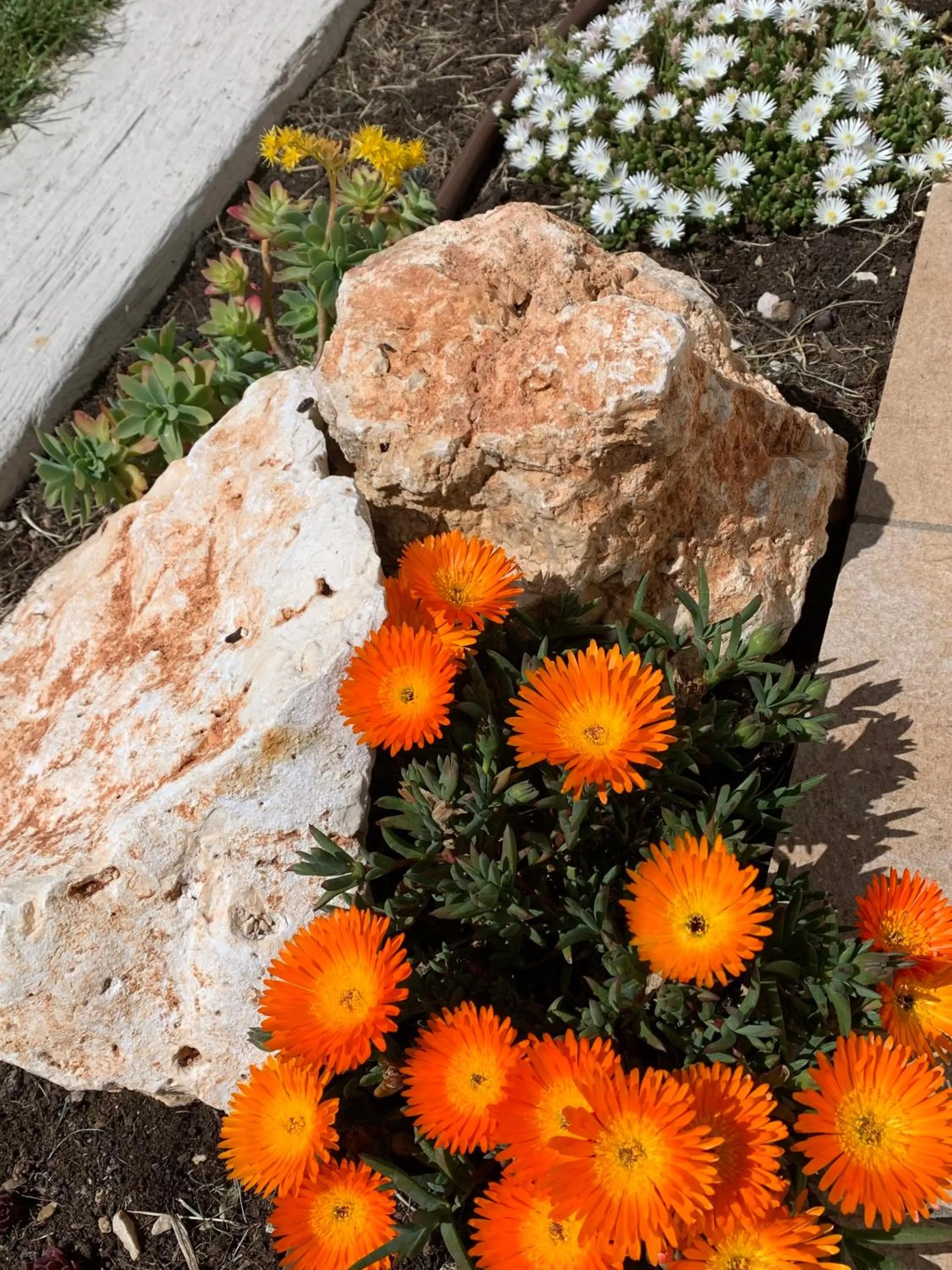 Garden in B&B La Casa Del Sole