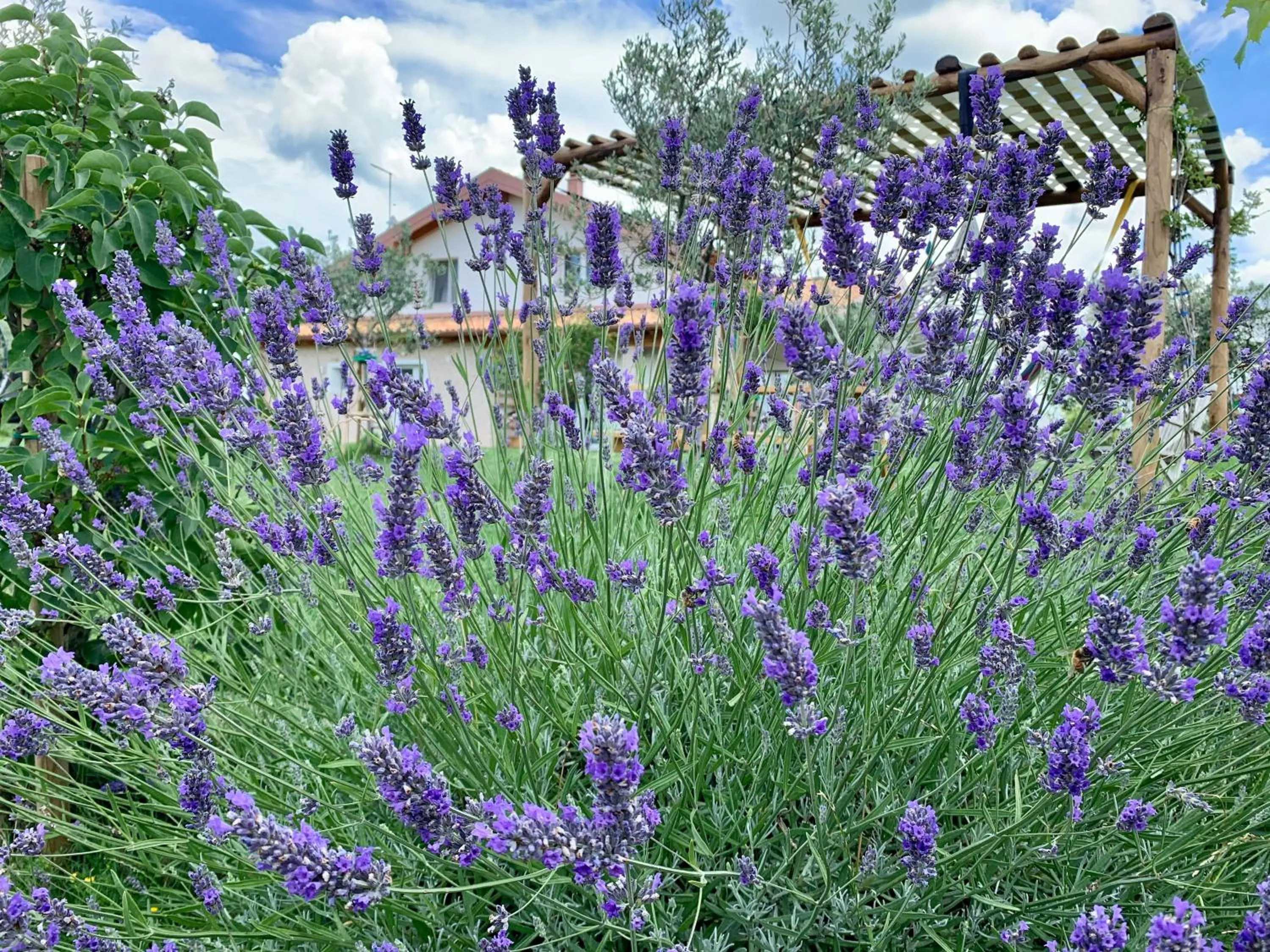 Garden in B&B La Casa Del Sole