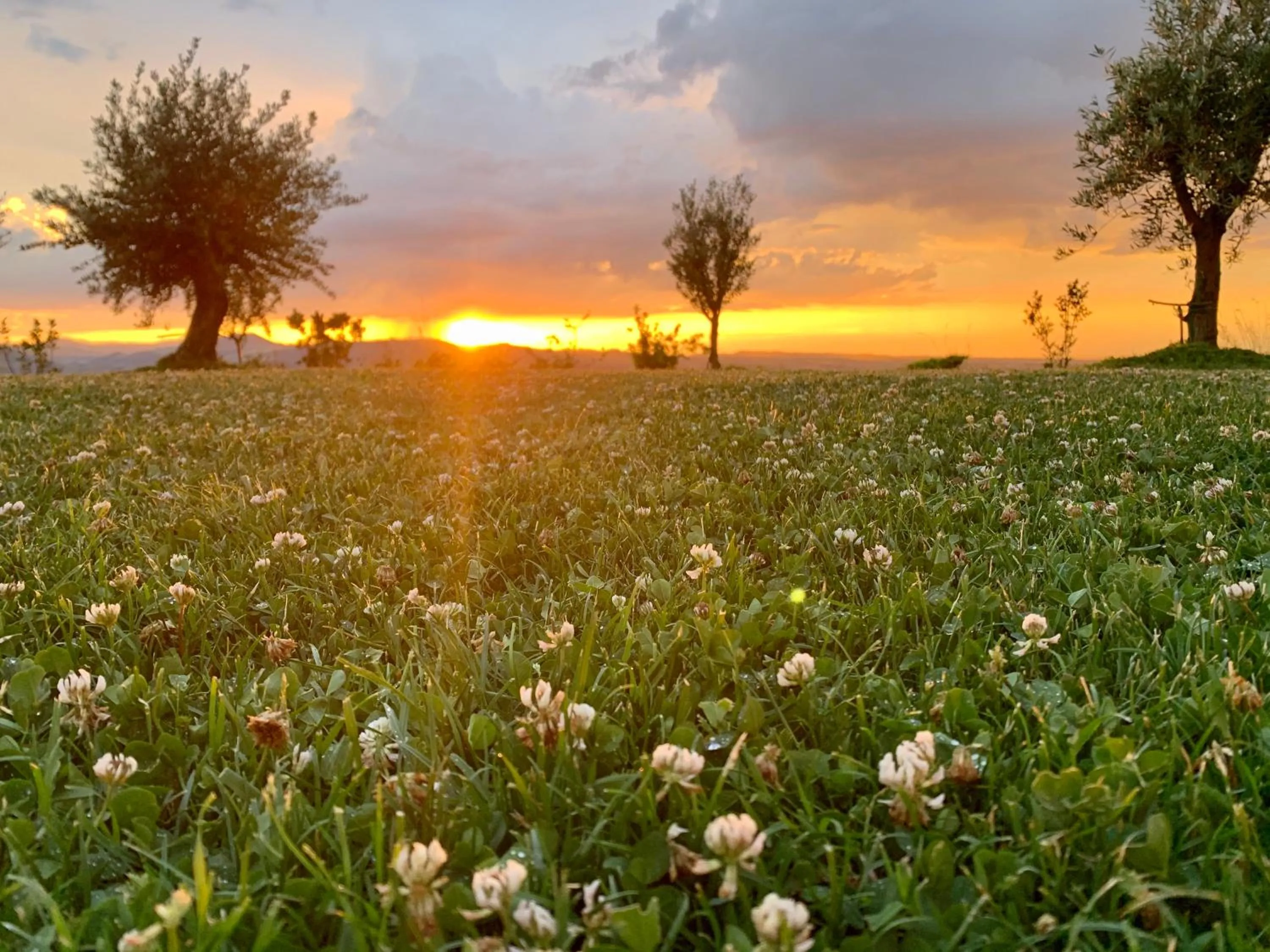 Garden in B&B La Casa Del Sole