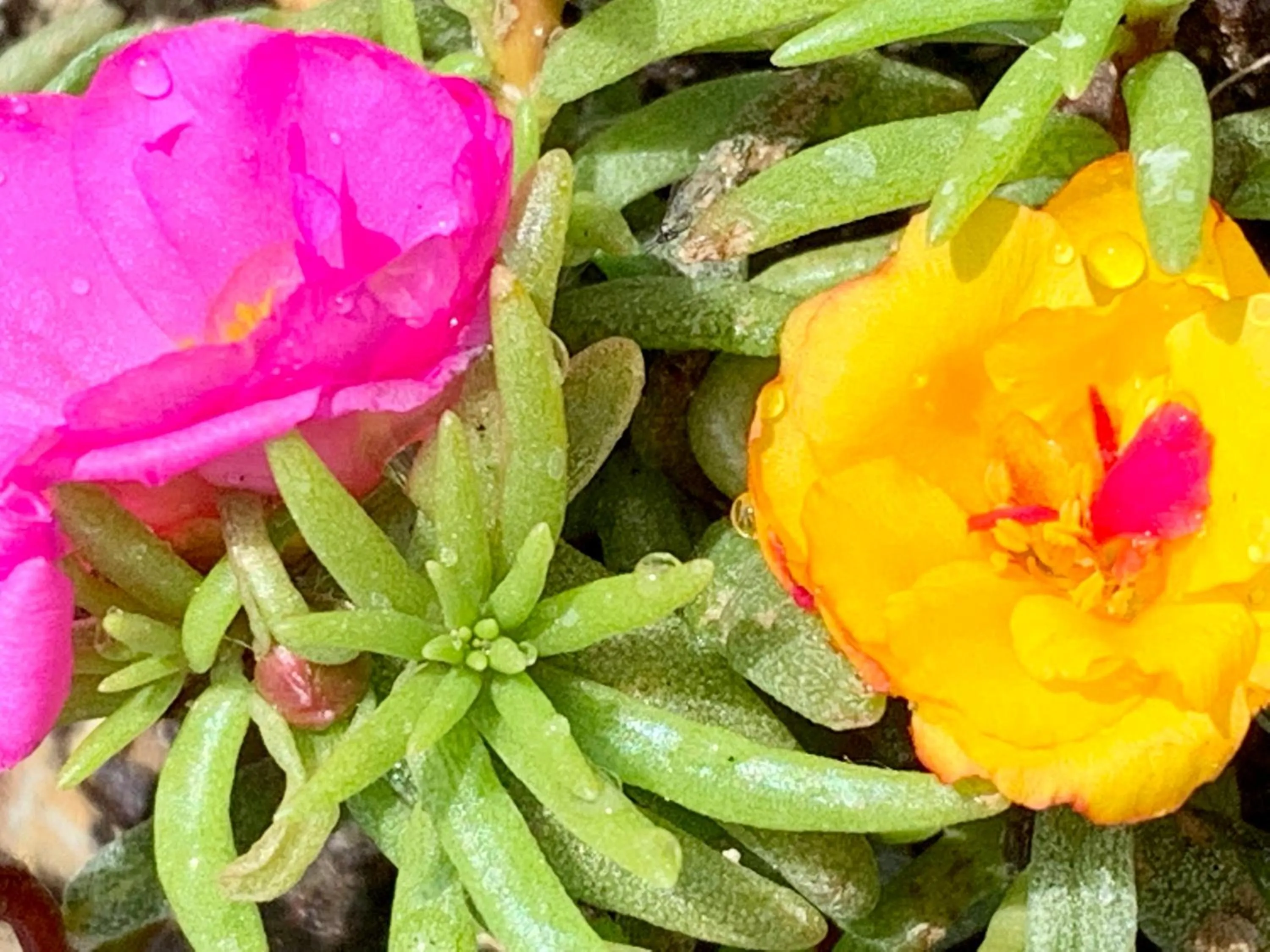 Garden in B&B La Casa Del Sole