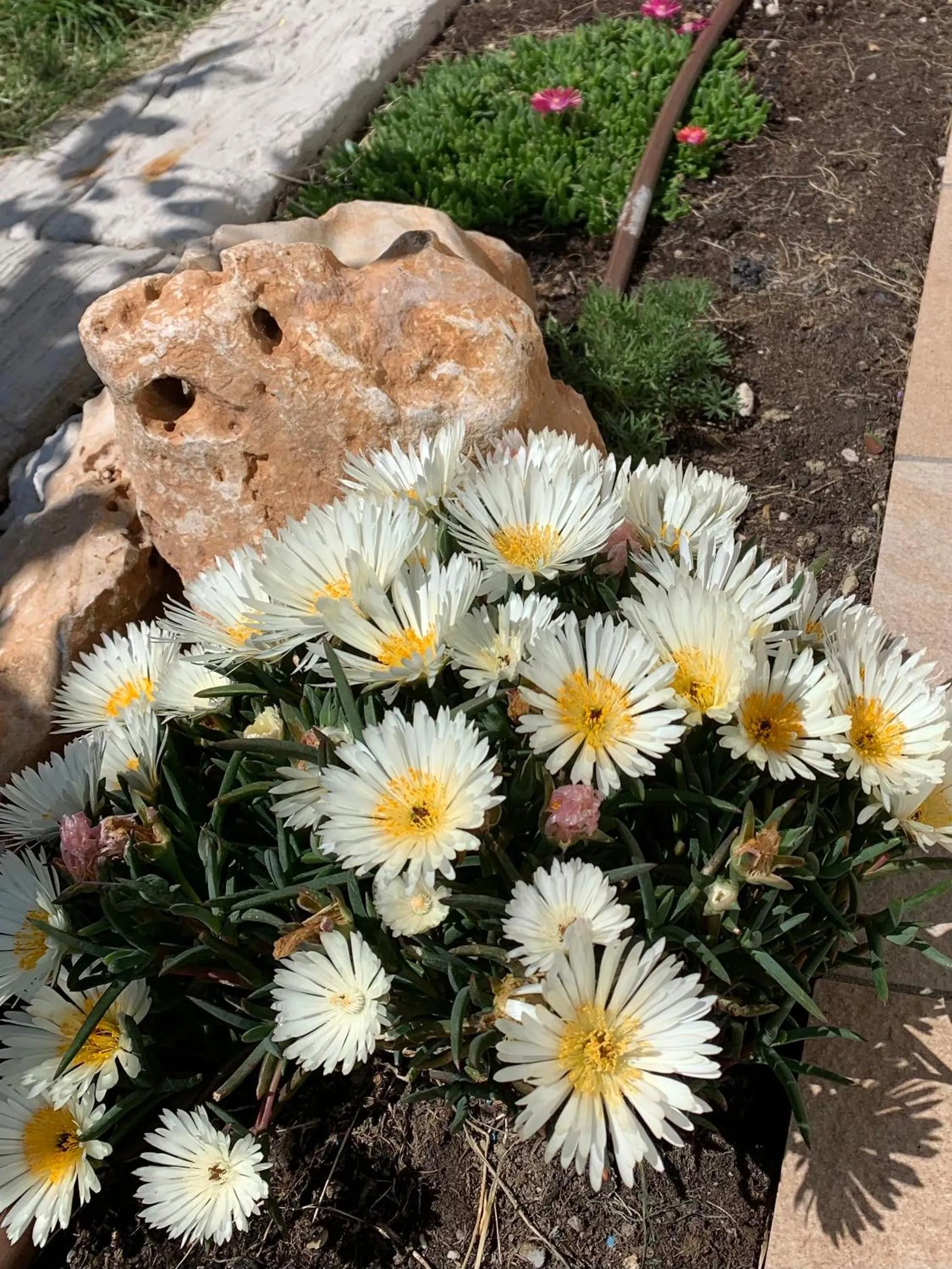 Garden in B&B La Casa Del Sole