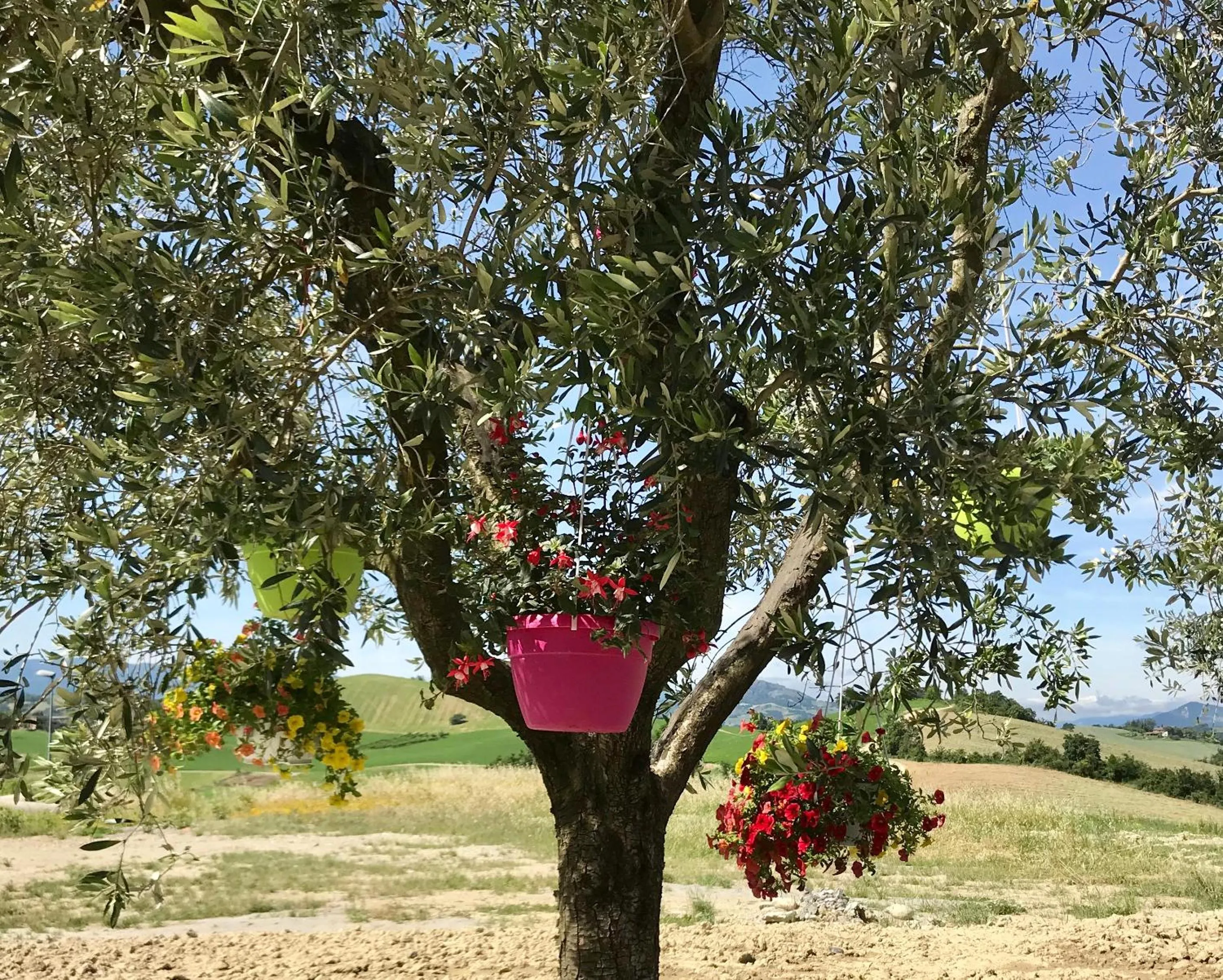 Garden in B&B La Casa Del Sole