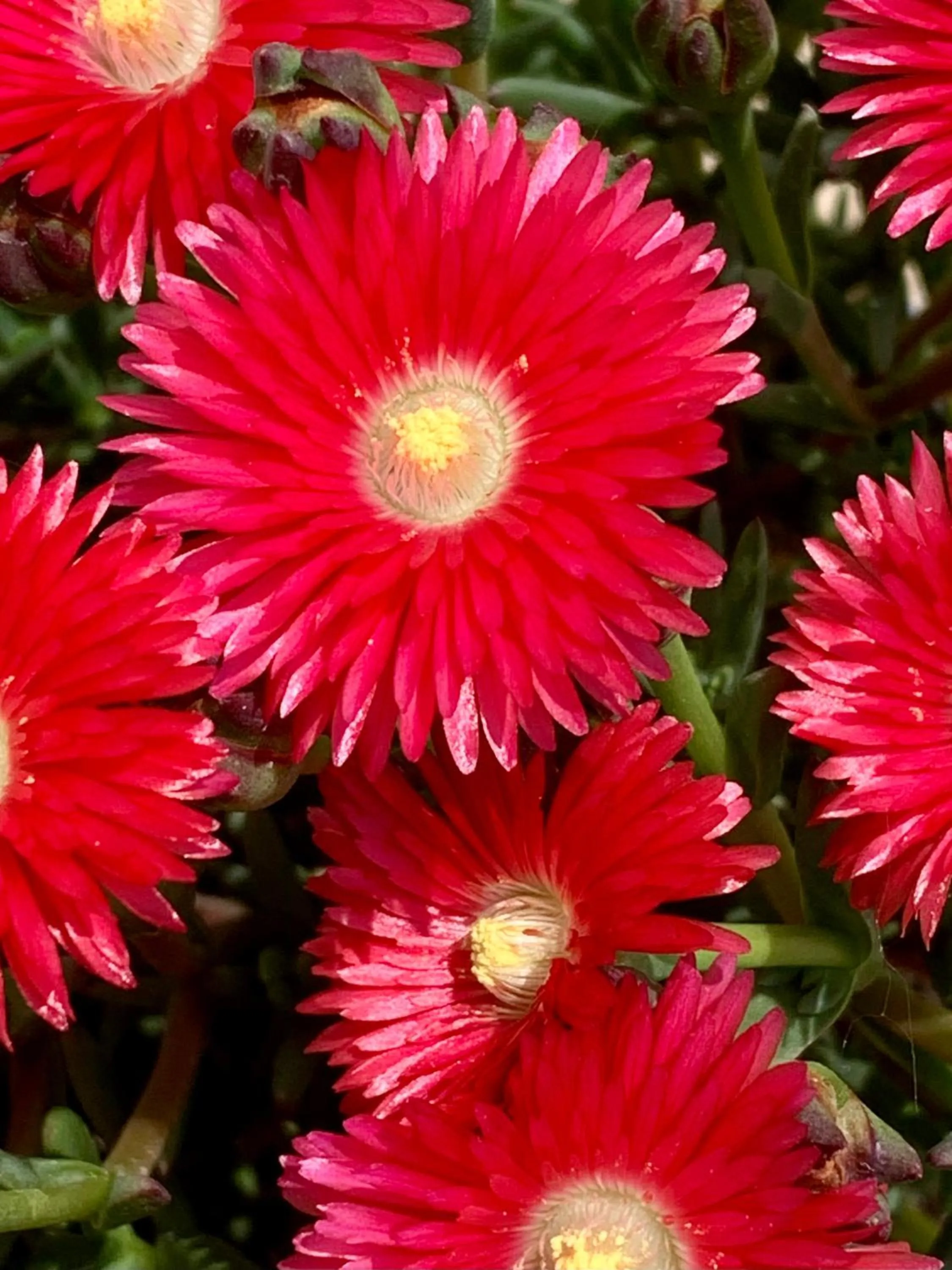 Garden in B&B La Casa Del Sole