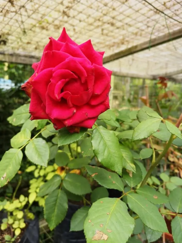 Garden in Moonriver Lodge