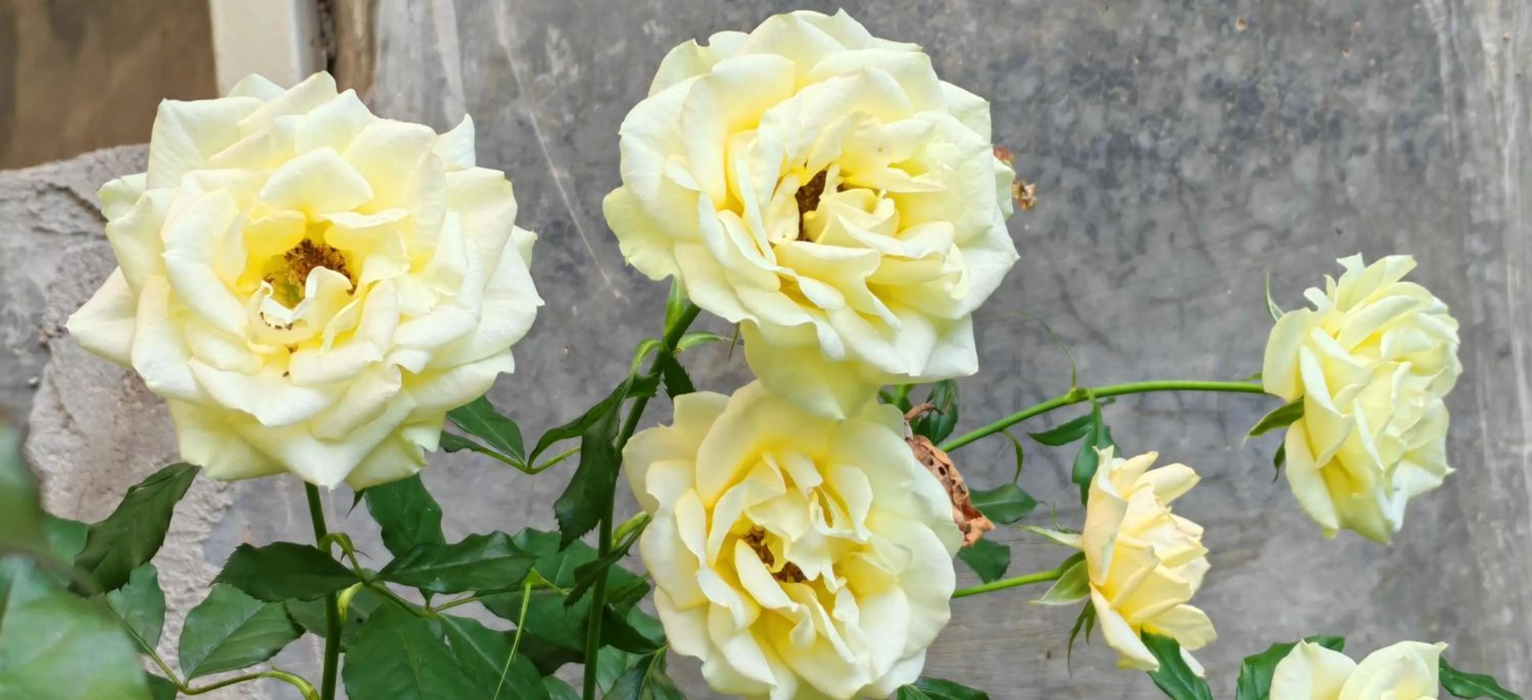 Garden in Moonriver Lodge