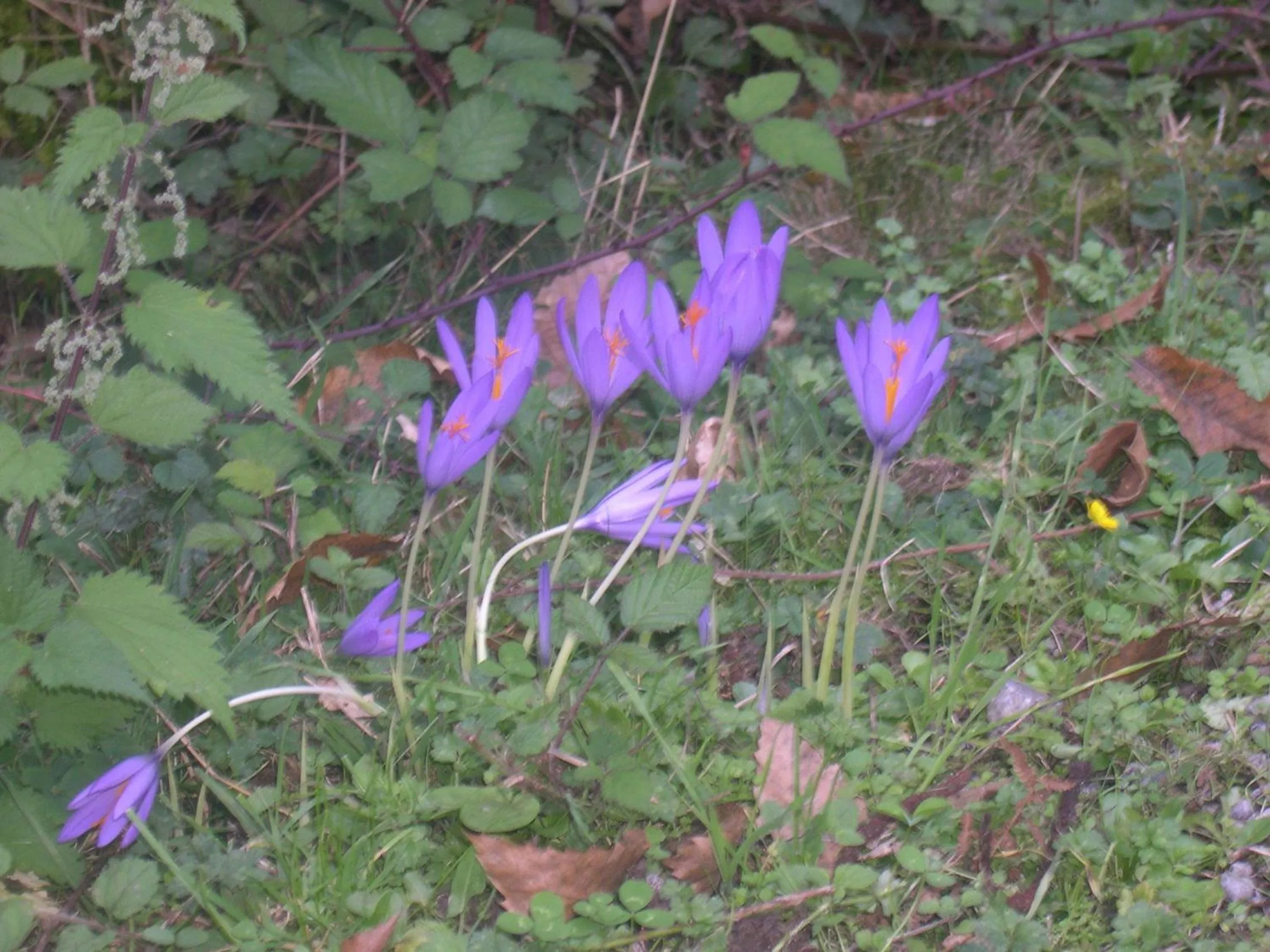 Spring in Hôtel Camou