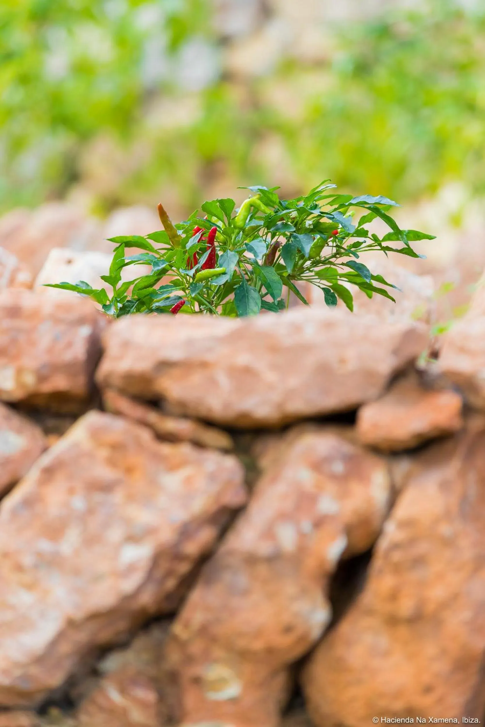 Garden in Hacienda Na Xamena, Ibiza