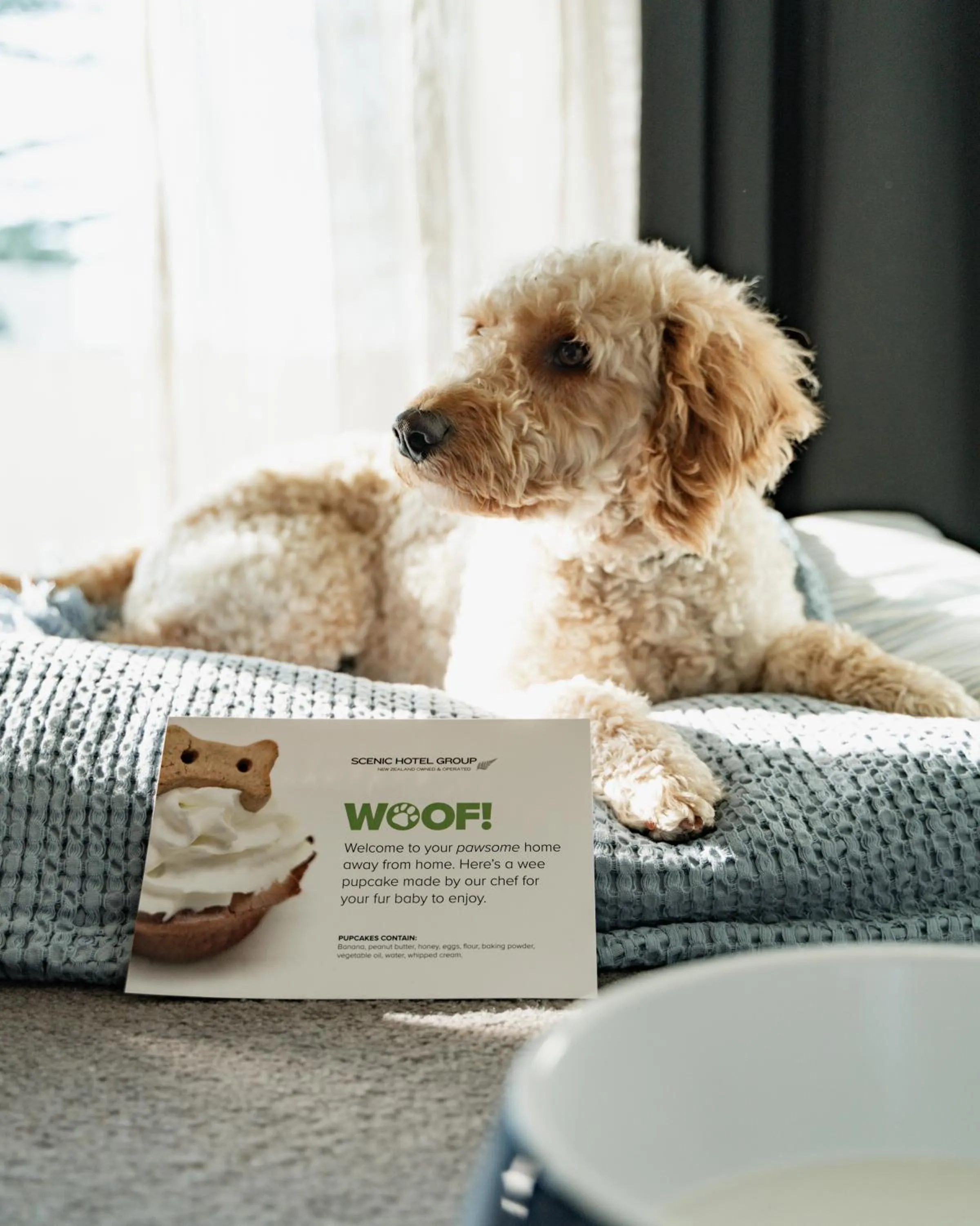 pet friendly in Scenic Hotel Te Pania