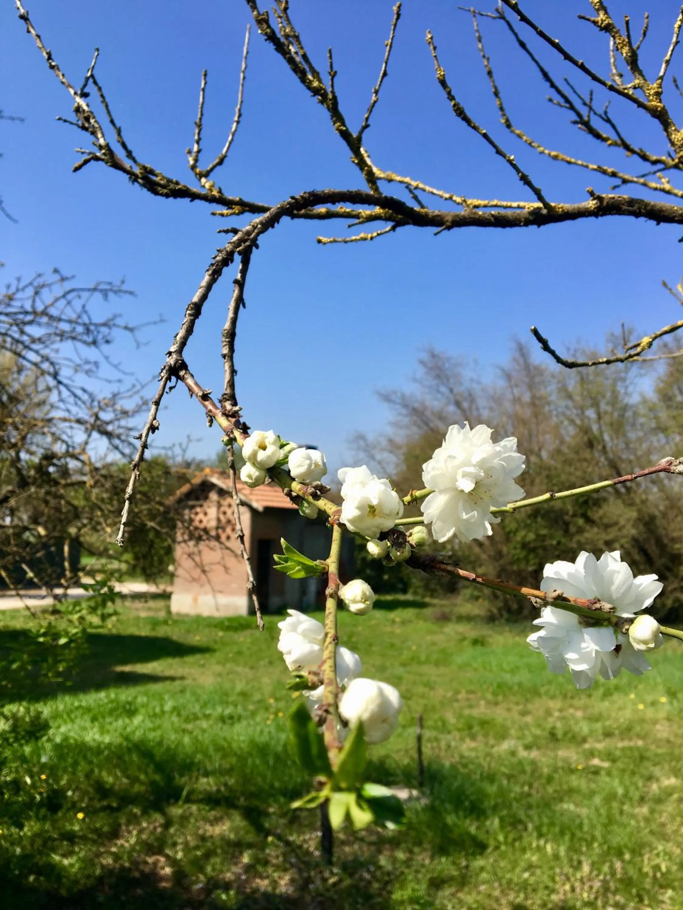 Garden in Villa Manto