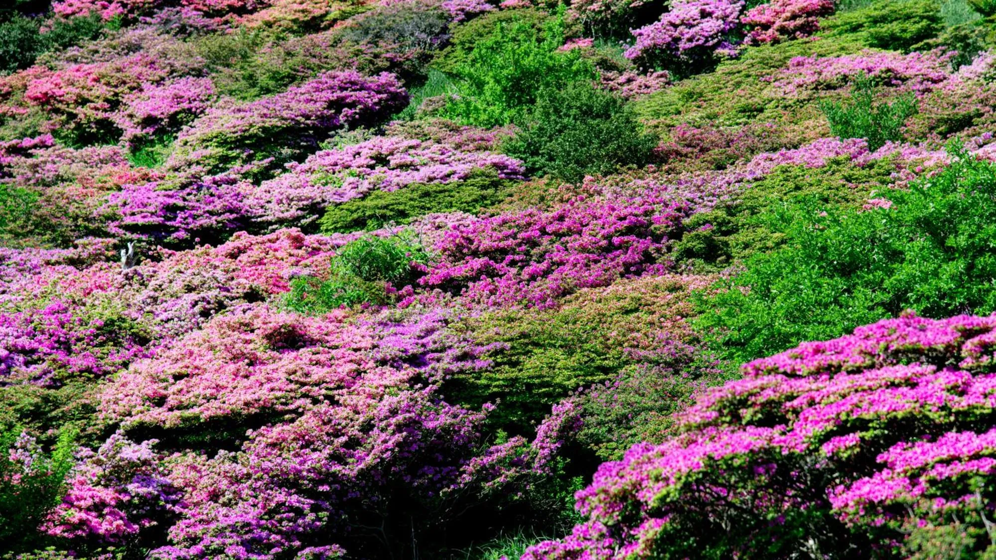 Natural landscape in Unzen Iwaki Ryokan