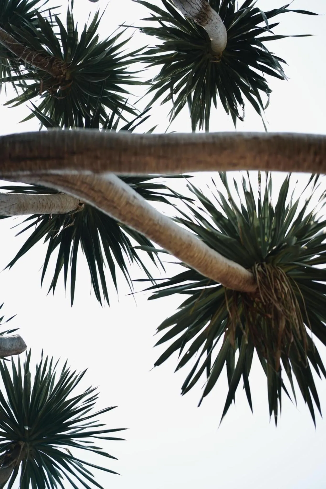 Palm Crescent Hua Hin