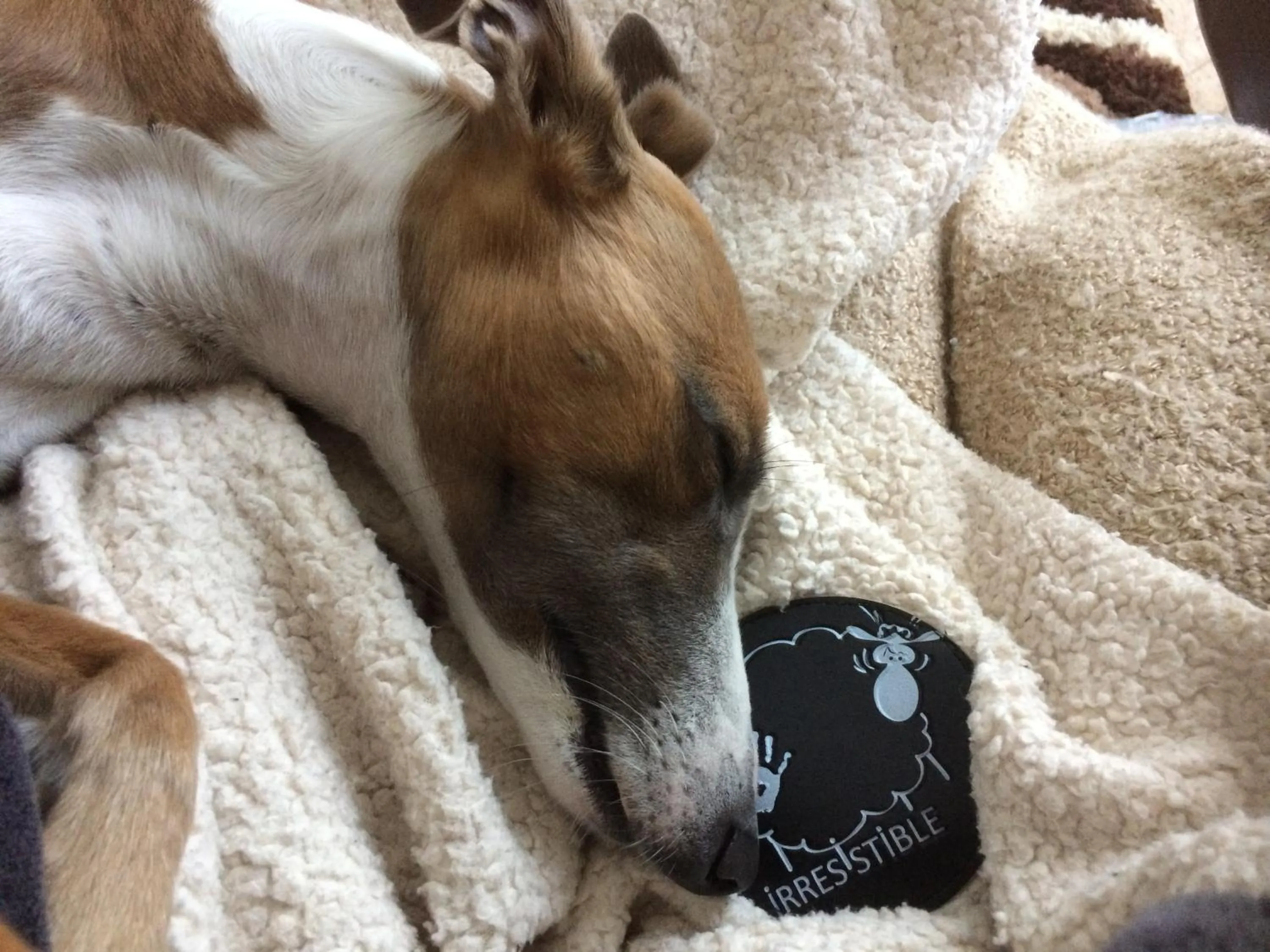 Pets in Au lévrier de chessy