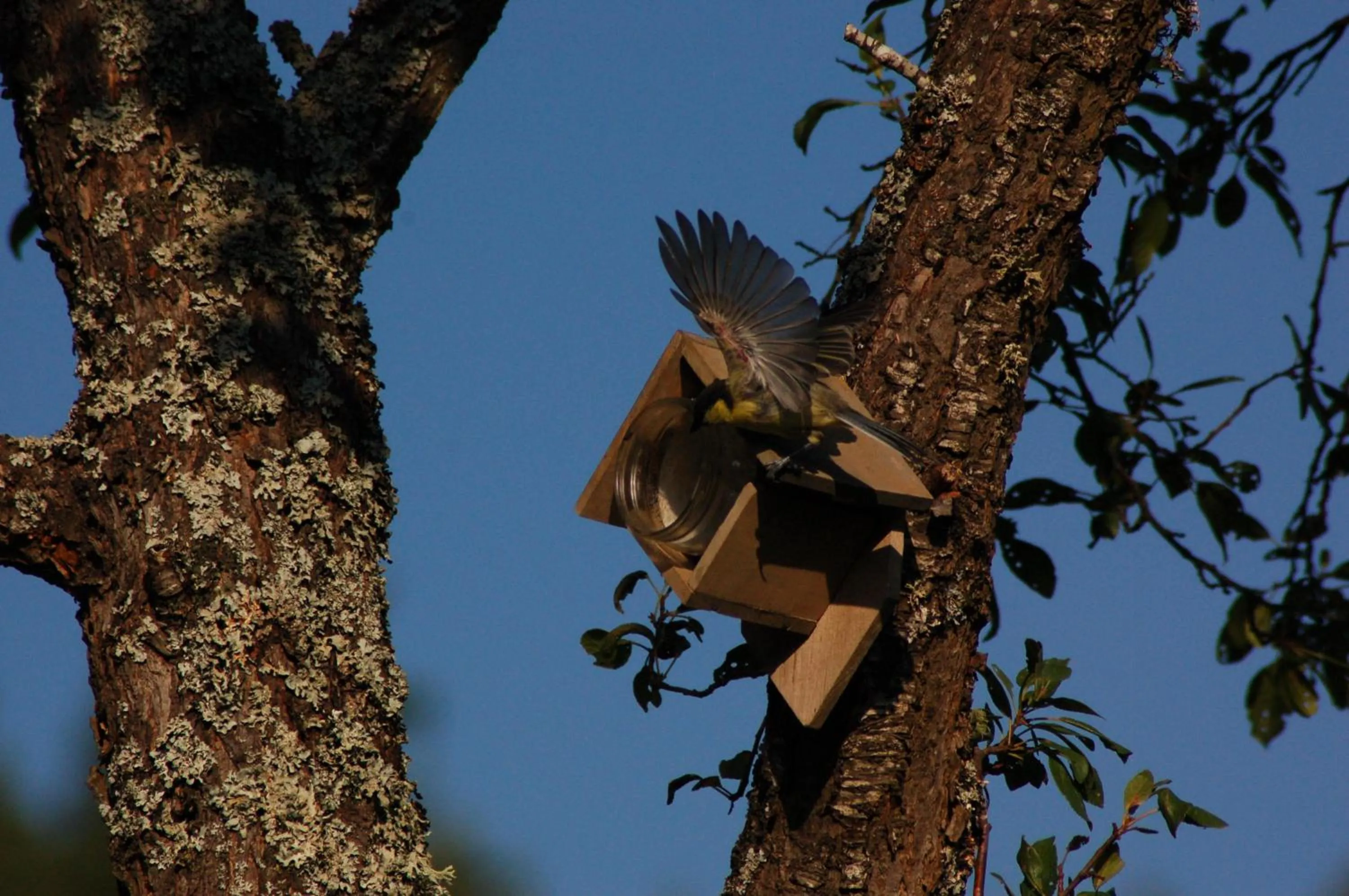 Pets in Le Grand Trianon