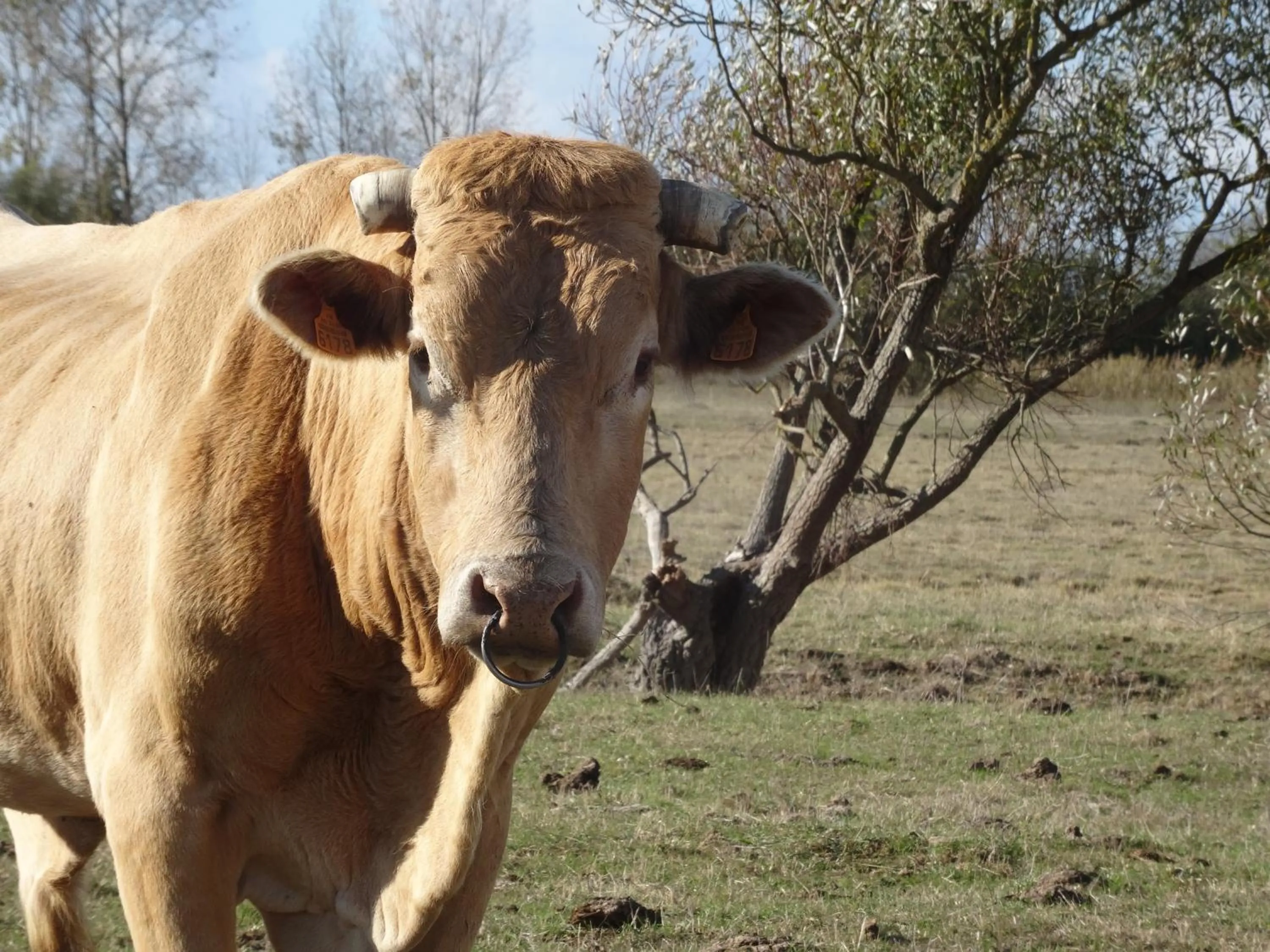 Animals in Auberge BonBeauJoli