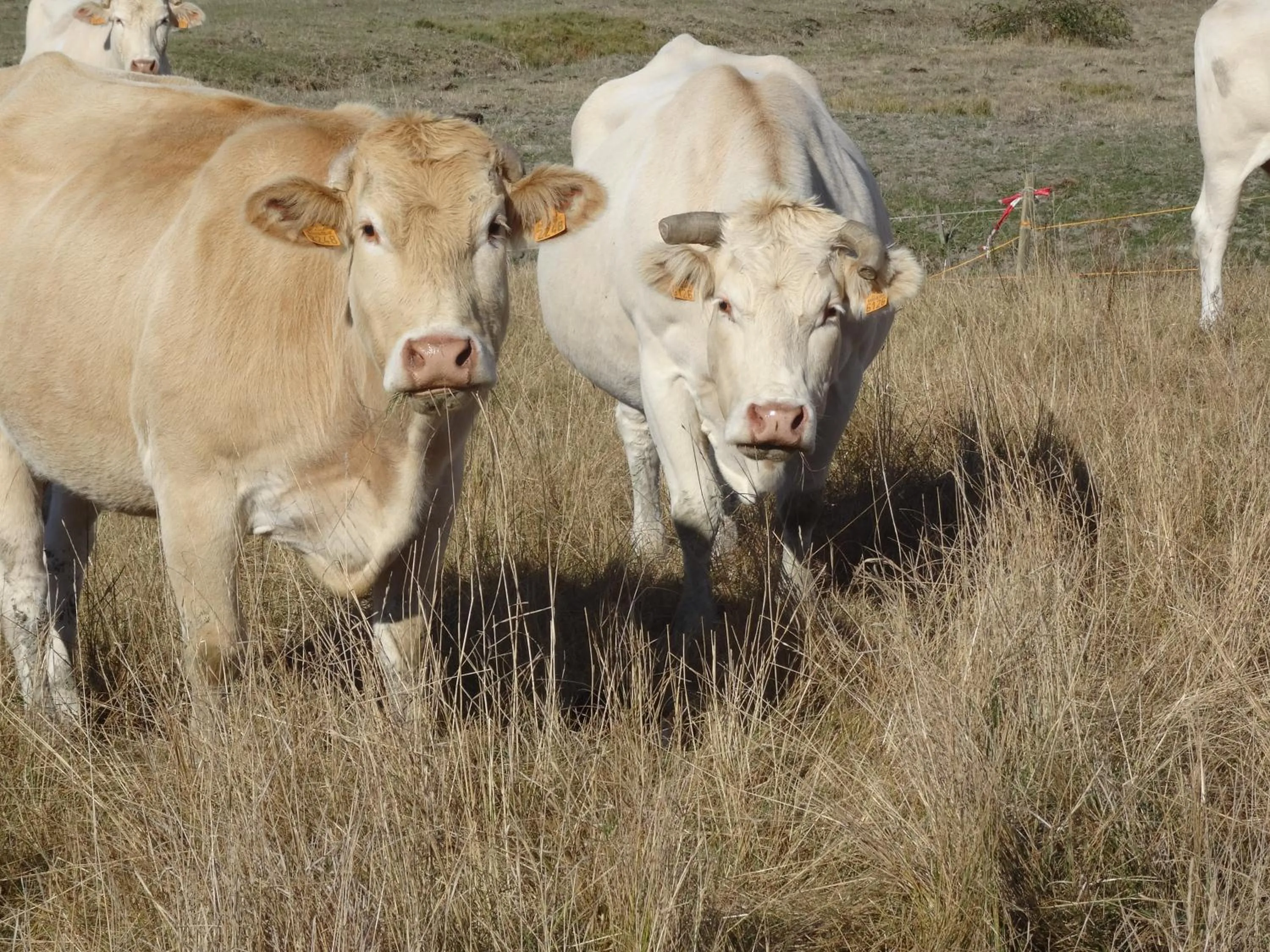 Animals in Auberge BonBeauJoli