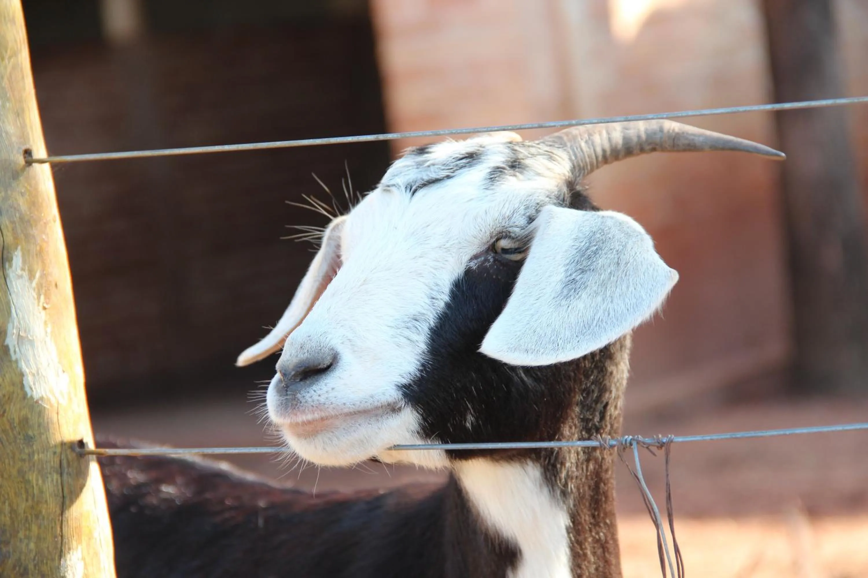 Animals in Carpe Diem Eco Resort Olímpia