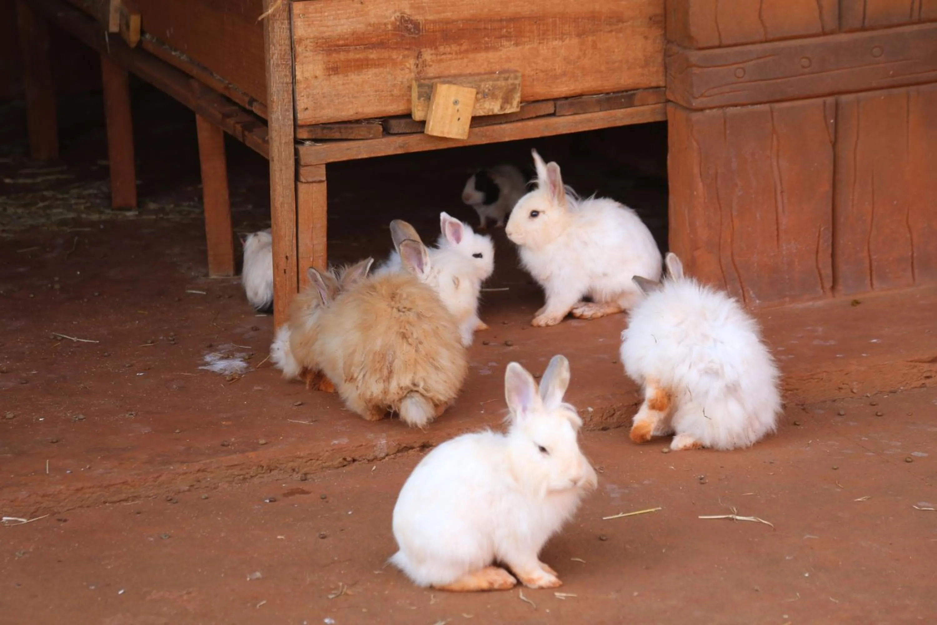 Animals in Carpe Diem Eco Resort Olímpia