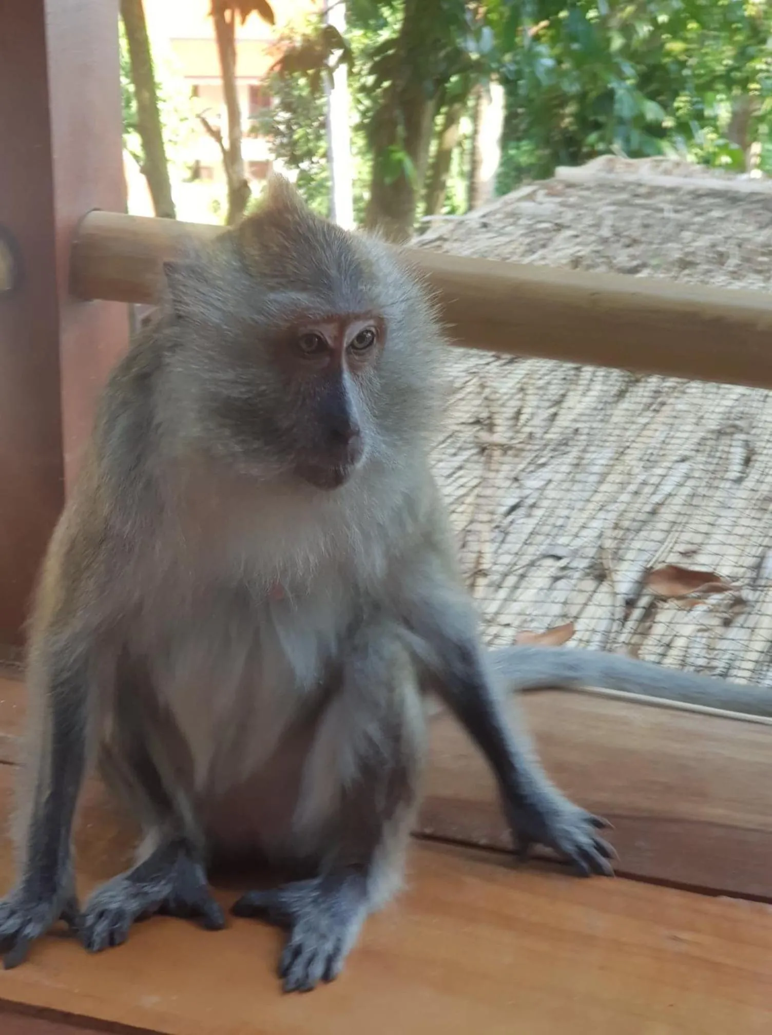 Animals in Kalulushi Bungalows