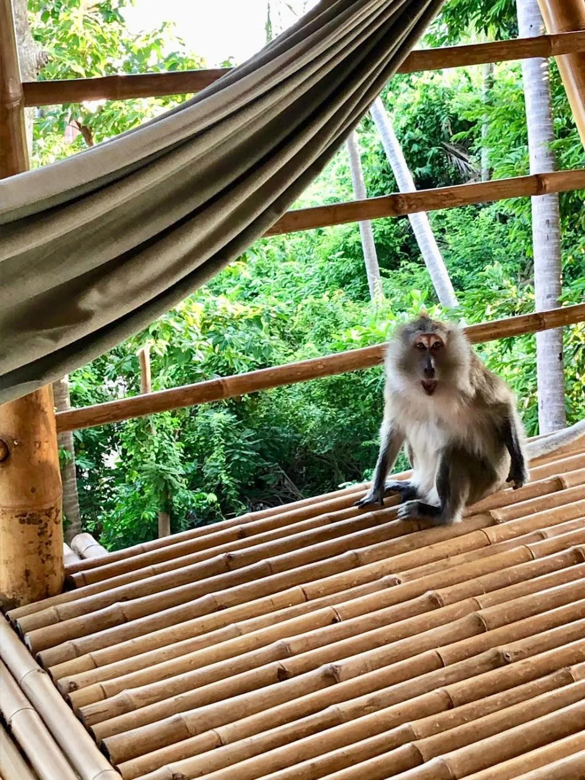 Animals in Kalulushi Bungalows