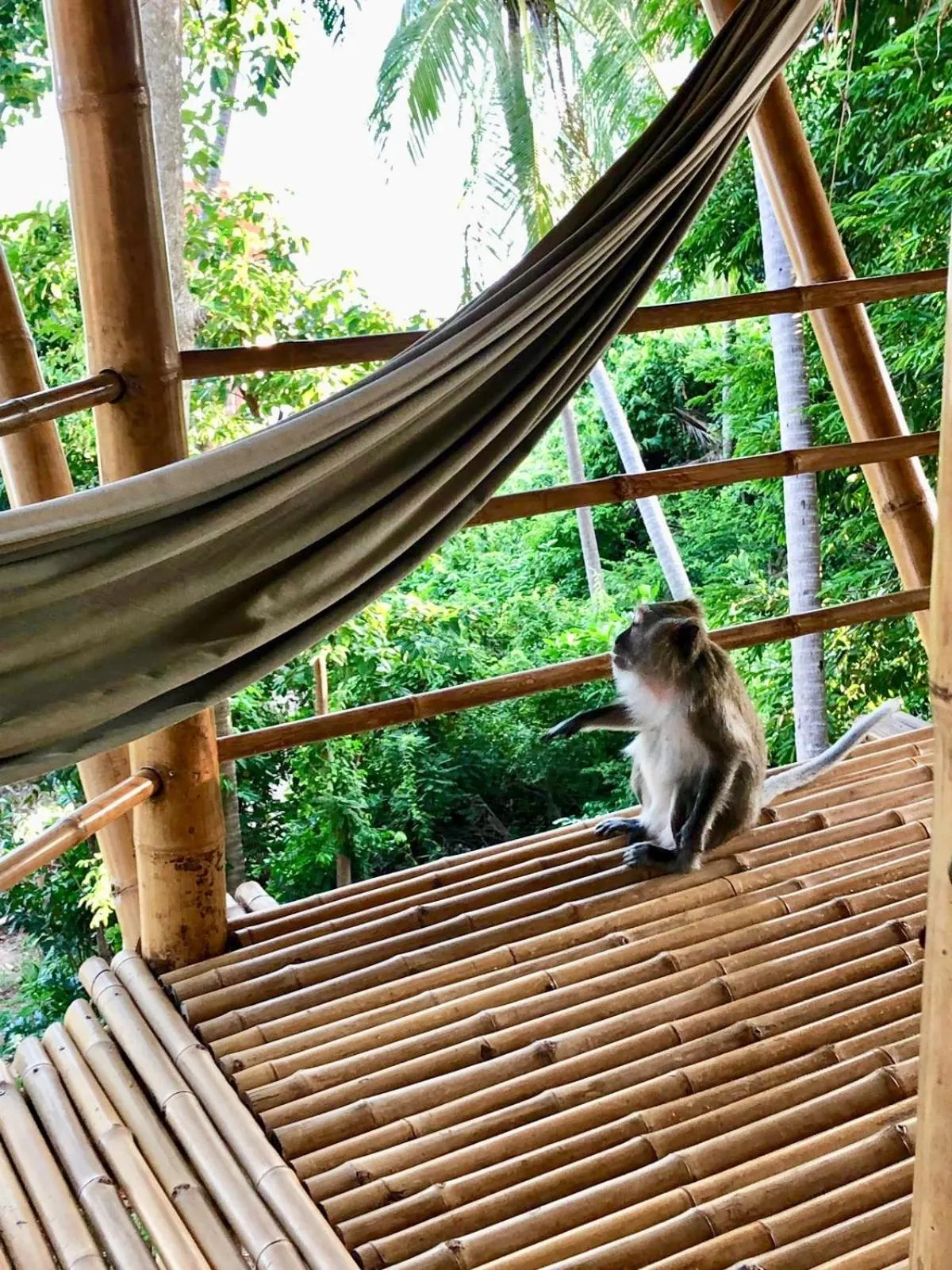 Animals in Kalulushi Bungalows