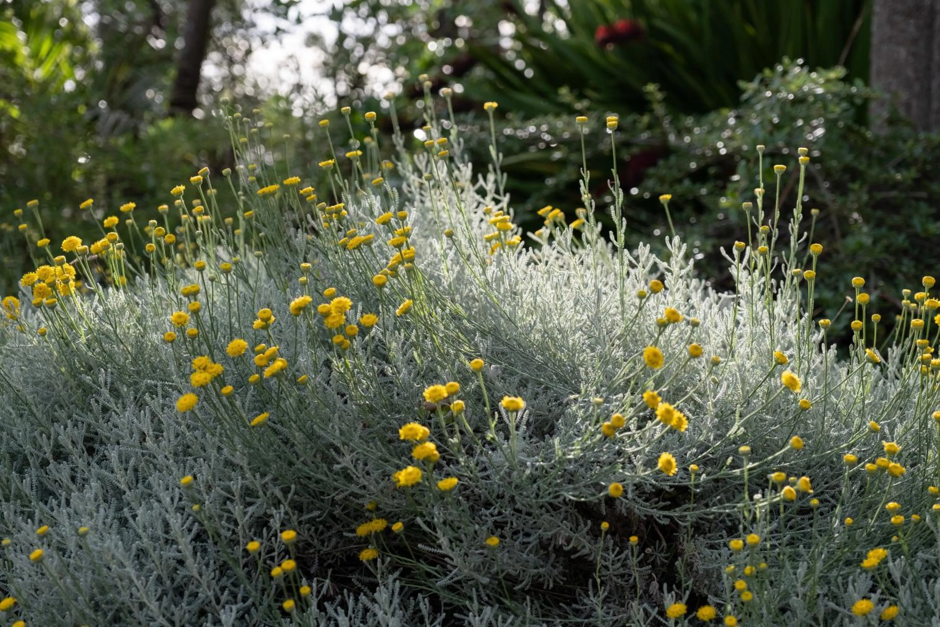 Bow Street Apartments & Cottage
