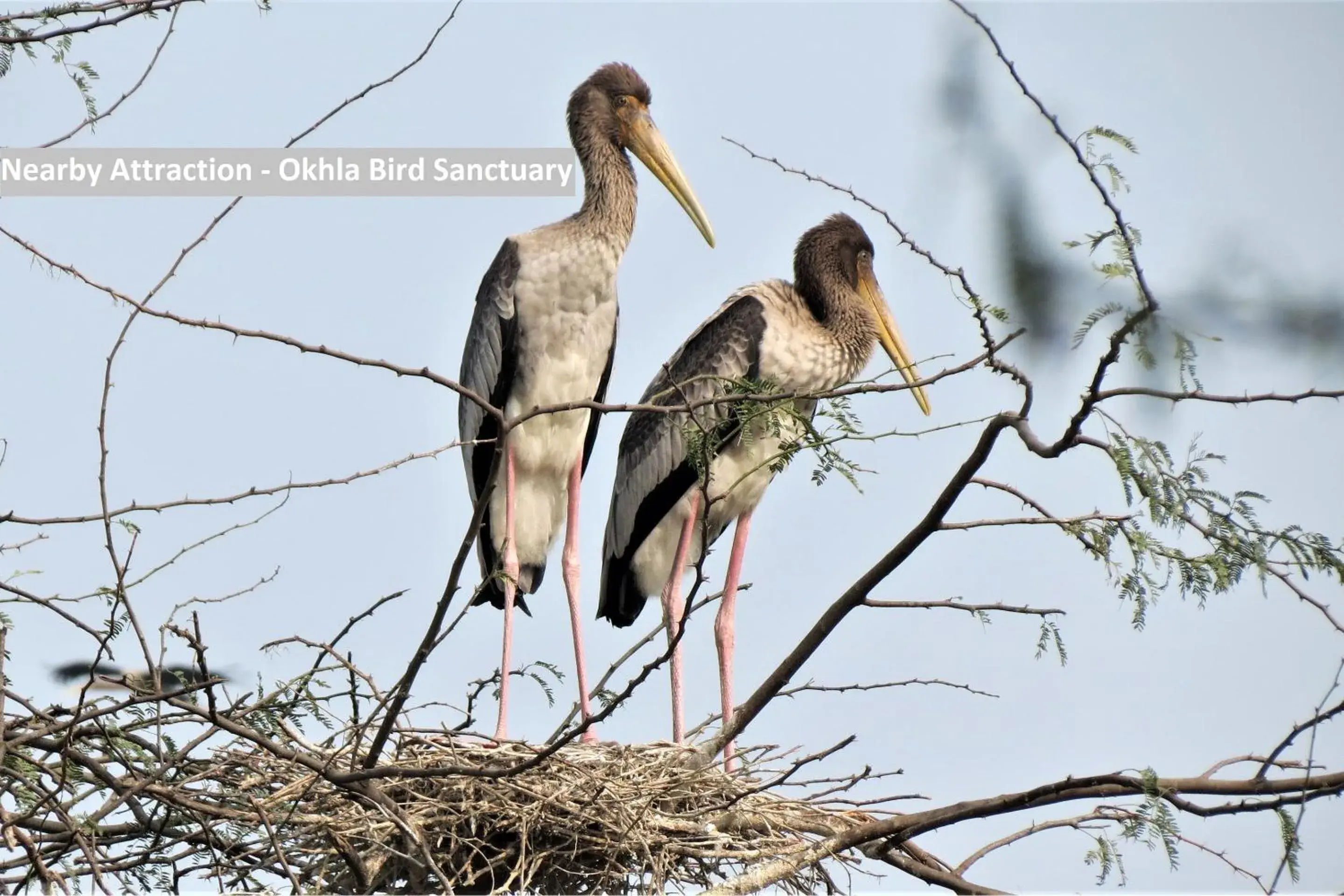 Nearby landmark, Other Animals in OYO The Signature Hotel Near Iskcon Temple Noida