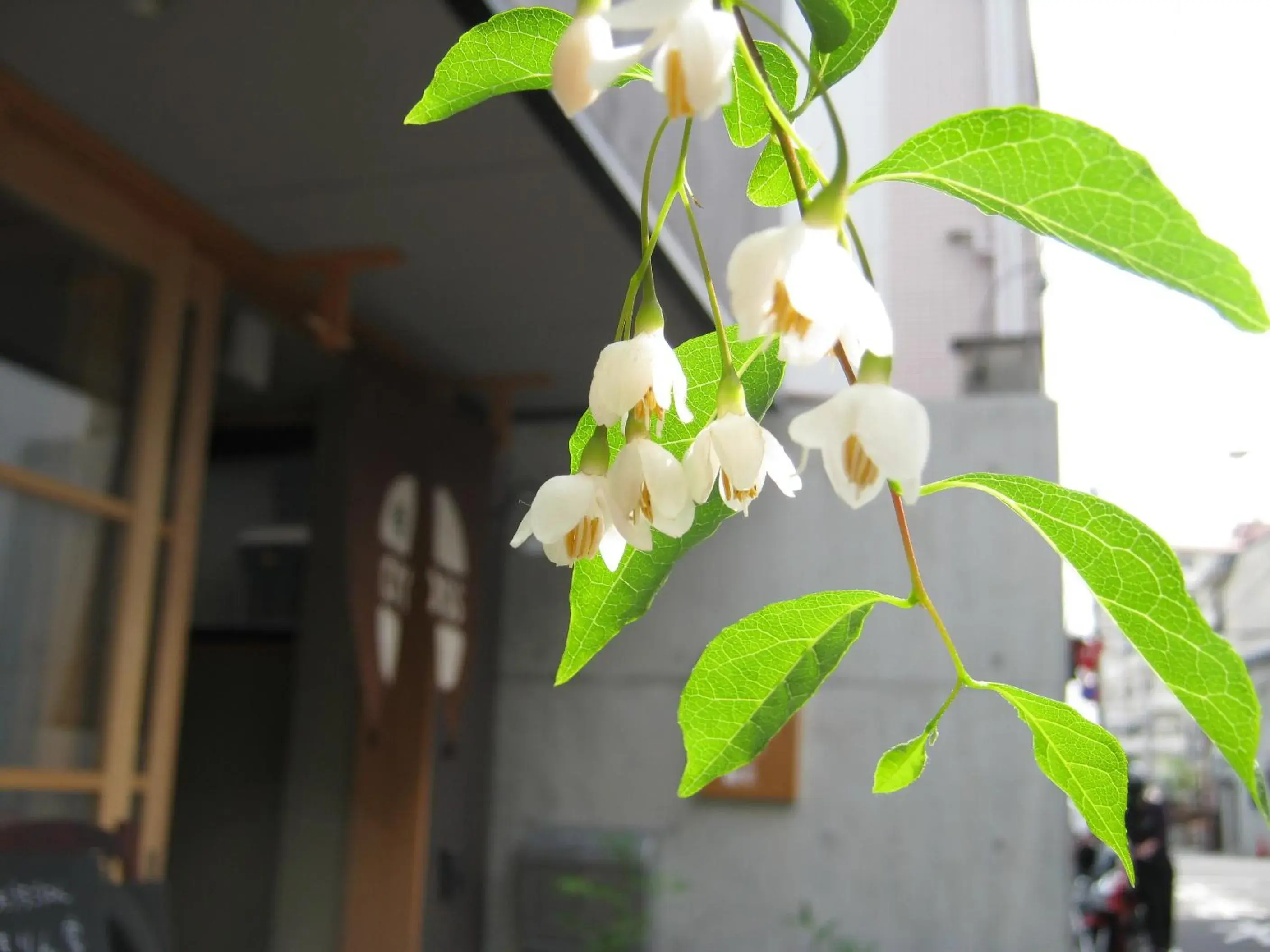Facade/entrance in Guesthouse Hyakumanben Cross Facade/entrance in Guesthouse Hyakumanben Cross