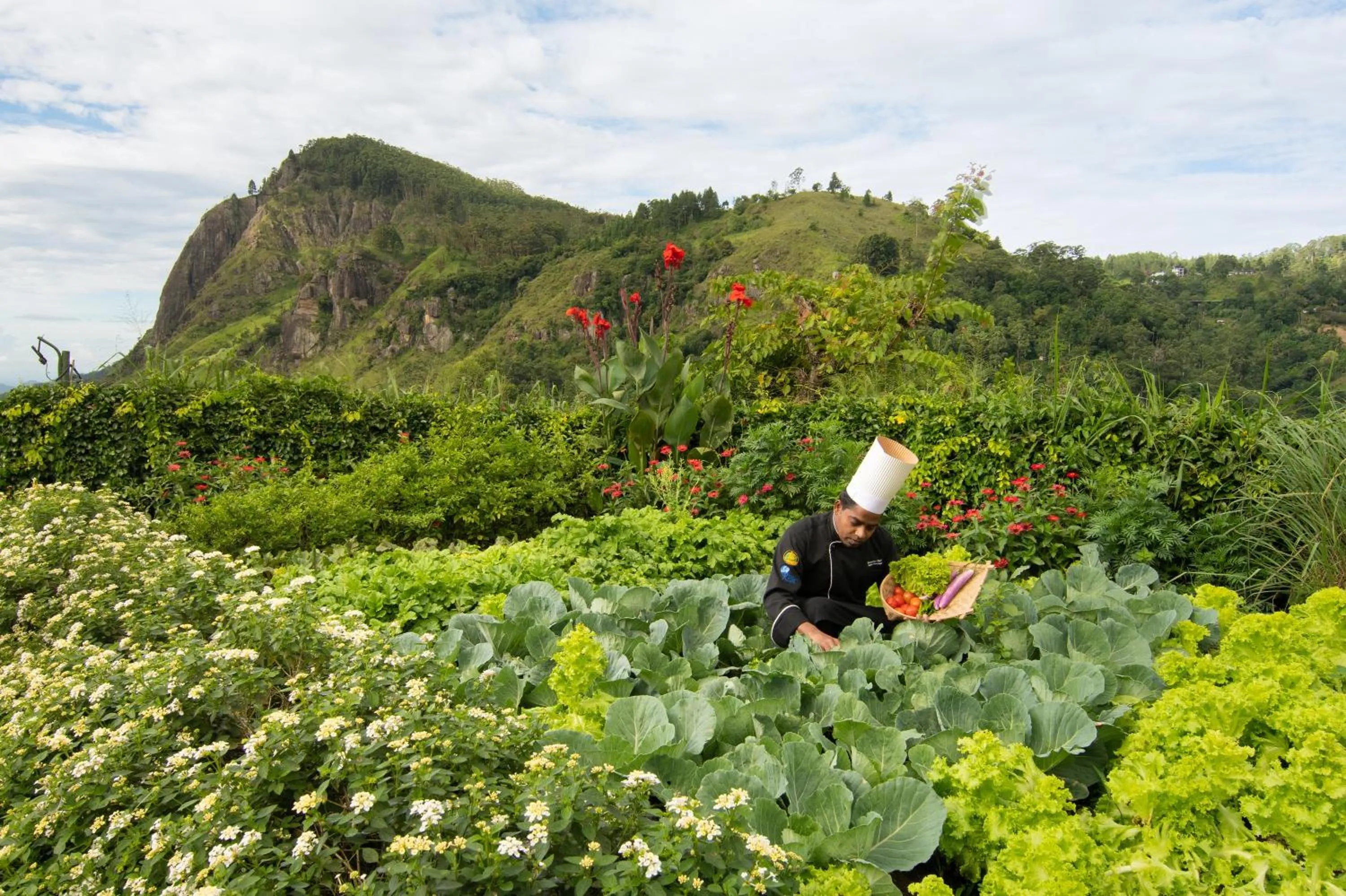 Garden in EKHO Ella - A Divine View of Ella Gap