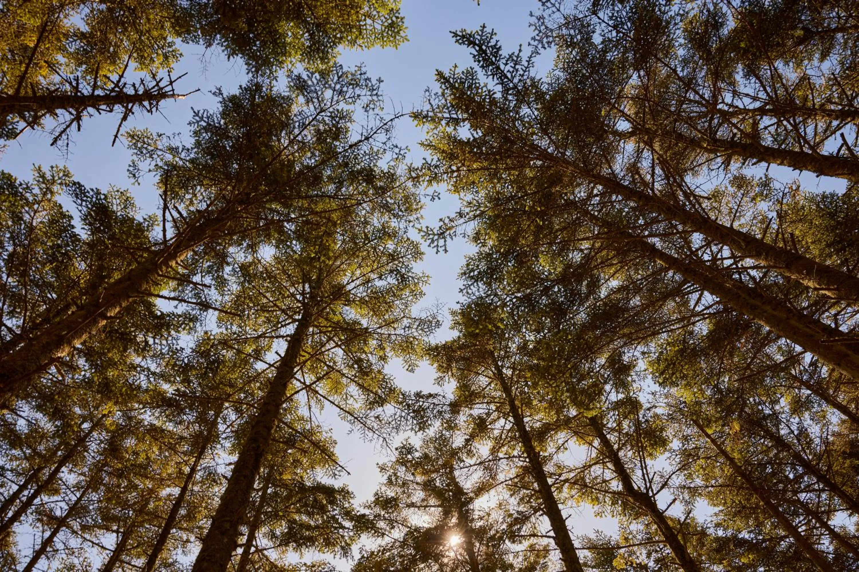 Natural landscape in Strandhotel Klitrosen
