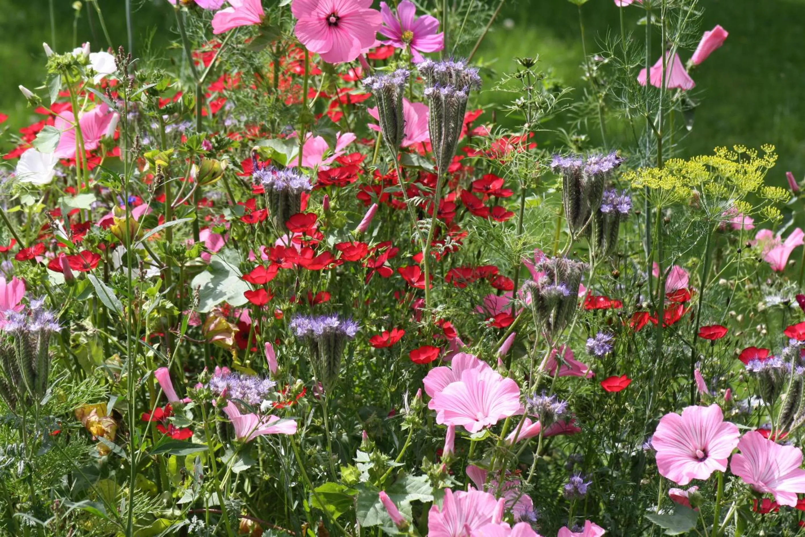 Garden in Les Mout'Anes