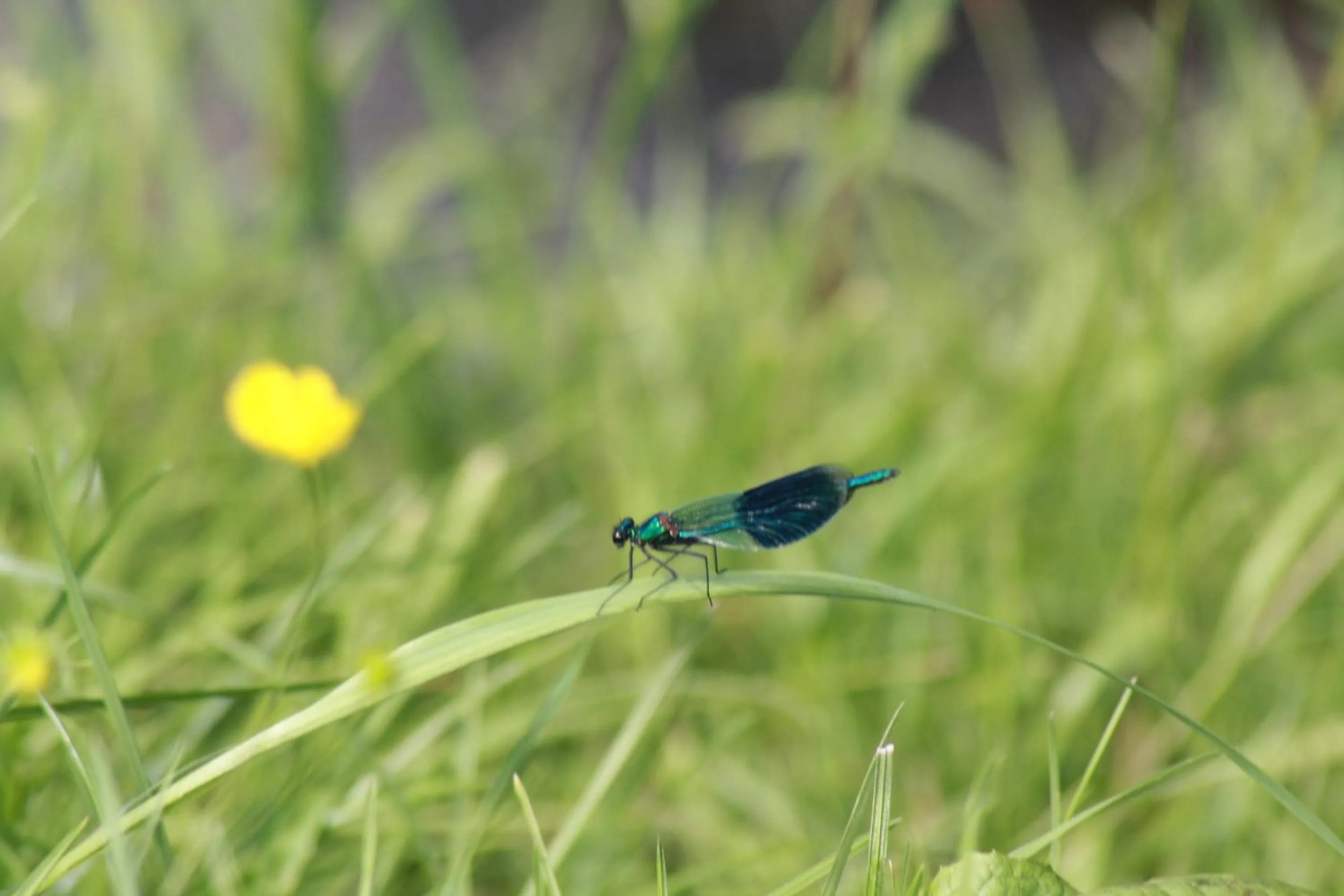 Garden in Les Mout'Anes